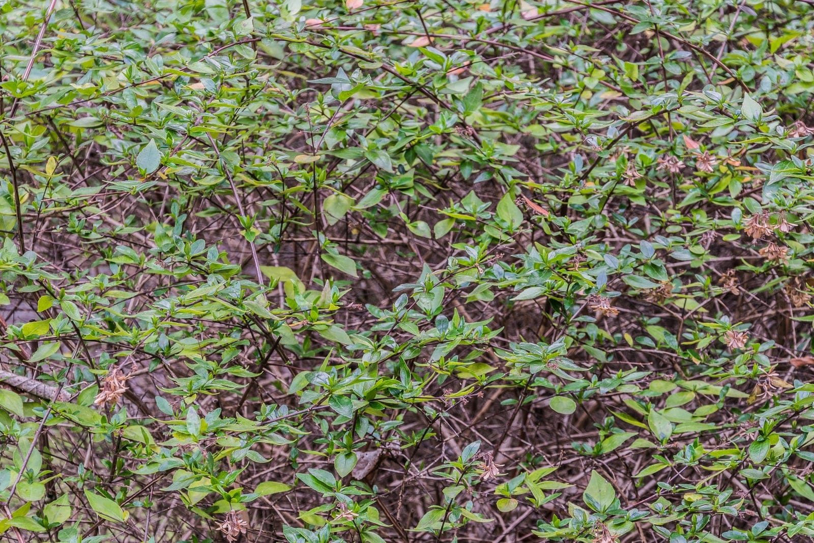Abelia x grandiflora shrub in full flower showing arching branches laden with small white-pink bell flowers and glossy dark green leaves, photographed in the garden of the Natural History Museum, Nîmes, France