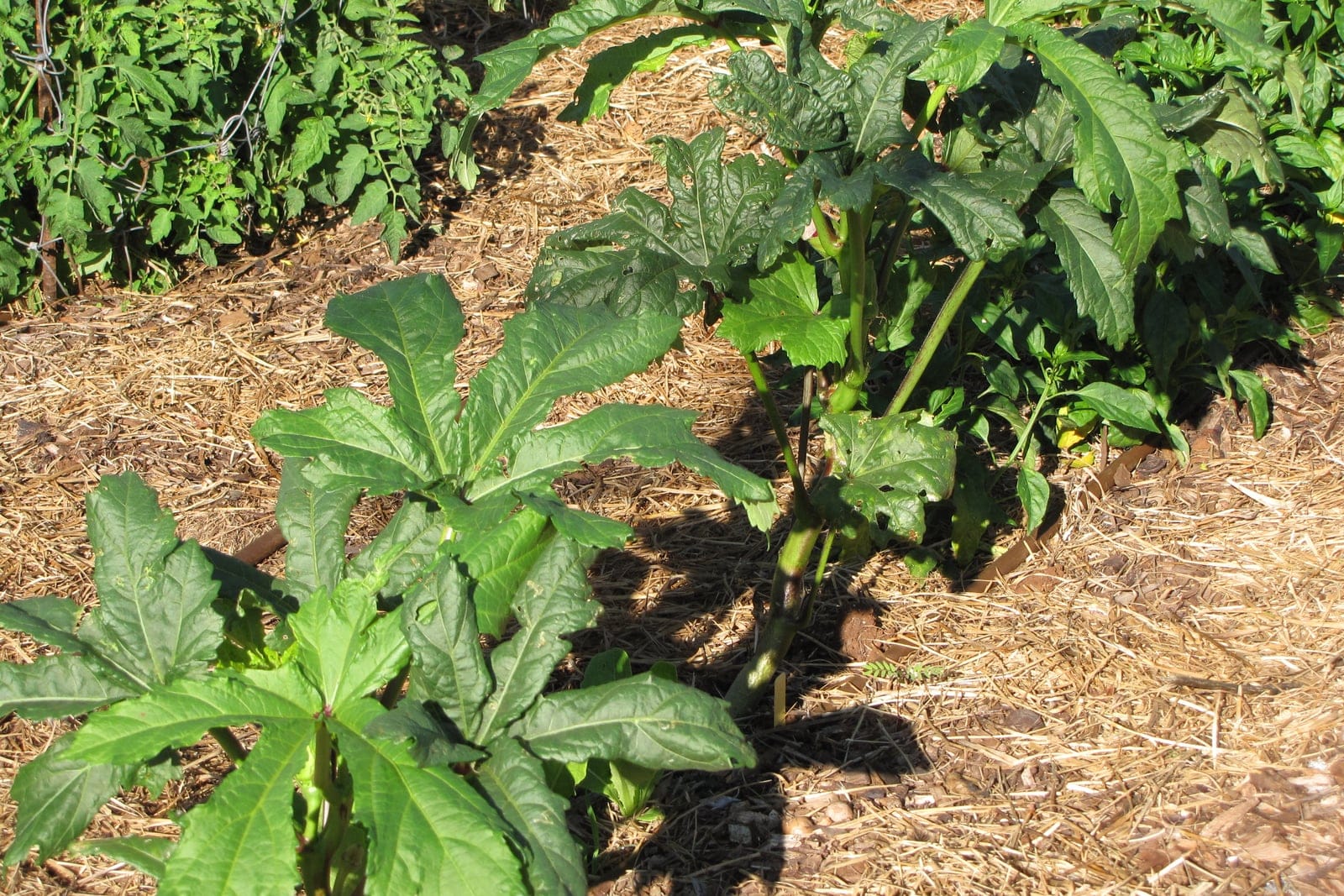 Okra (Abelmoschus esculentus) plants growing in a vegetable garden, showing the upright stems and deeply palmately lobed leaves of this warm-season annual.