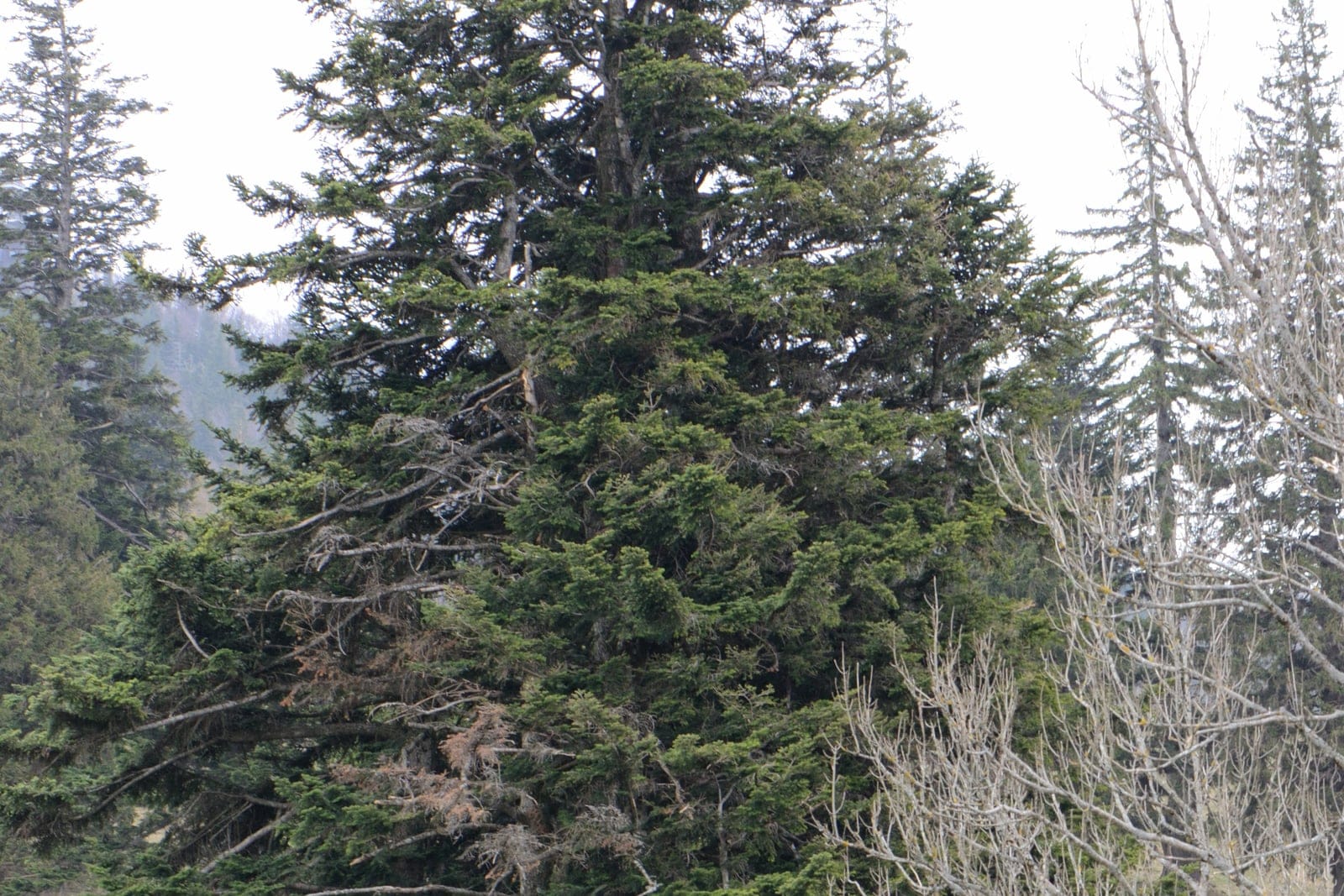 European silver fir (Abies alba) - a mature tree showing its dense, narrowly conical dark-green evergreen crown in a montane setting.