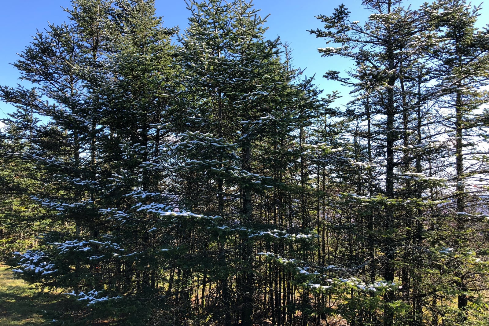 A close stand of balsam firs seen from ground to tip, their narrow spire crowns and short dense branches dusted with a light coating of snow, against a clear blue sky.