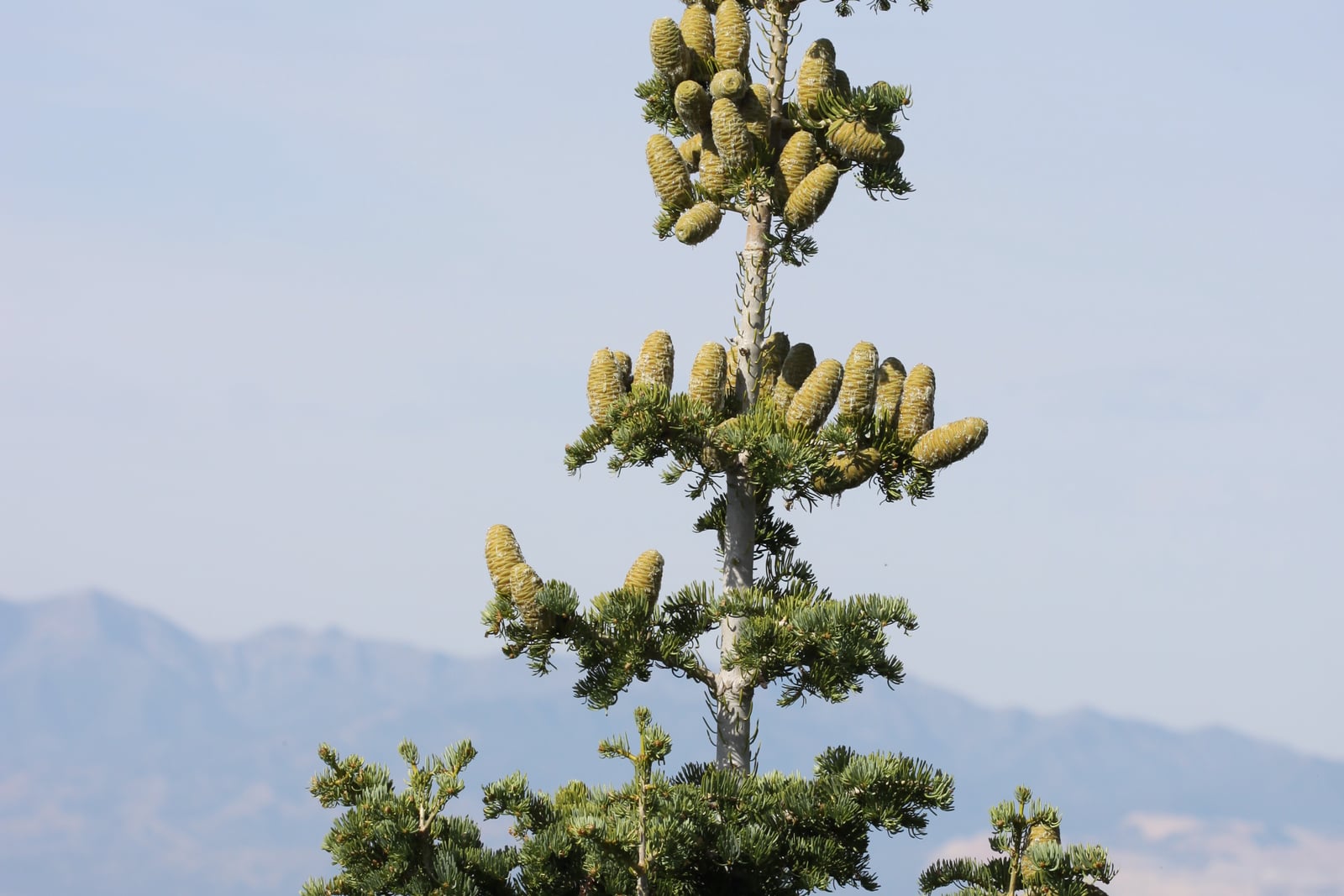 Abeto-do-colorado (Abies concolor) - a folhagem macia verde-azulada e a copa superior estreita de uma árvore madura em suas montanhas nativas em Big Cottonwood Canyon, Utah.