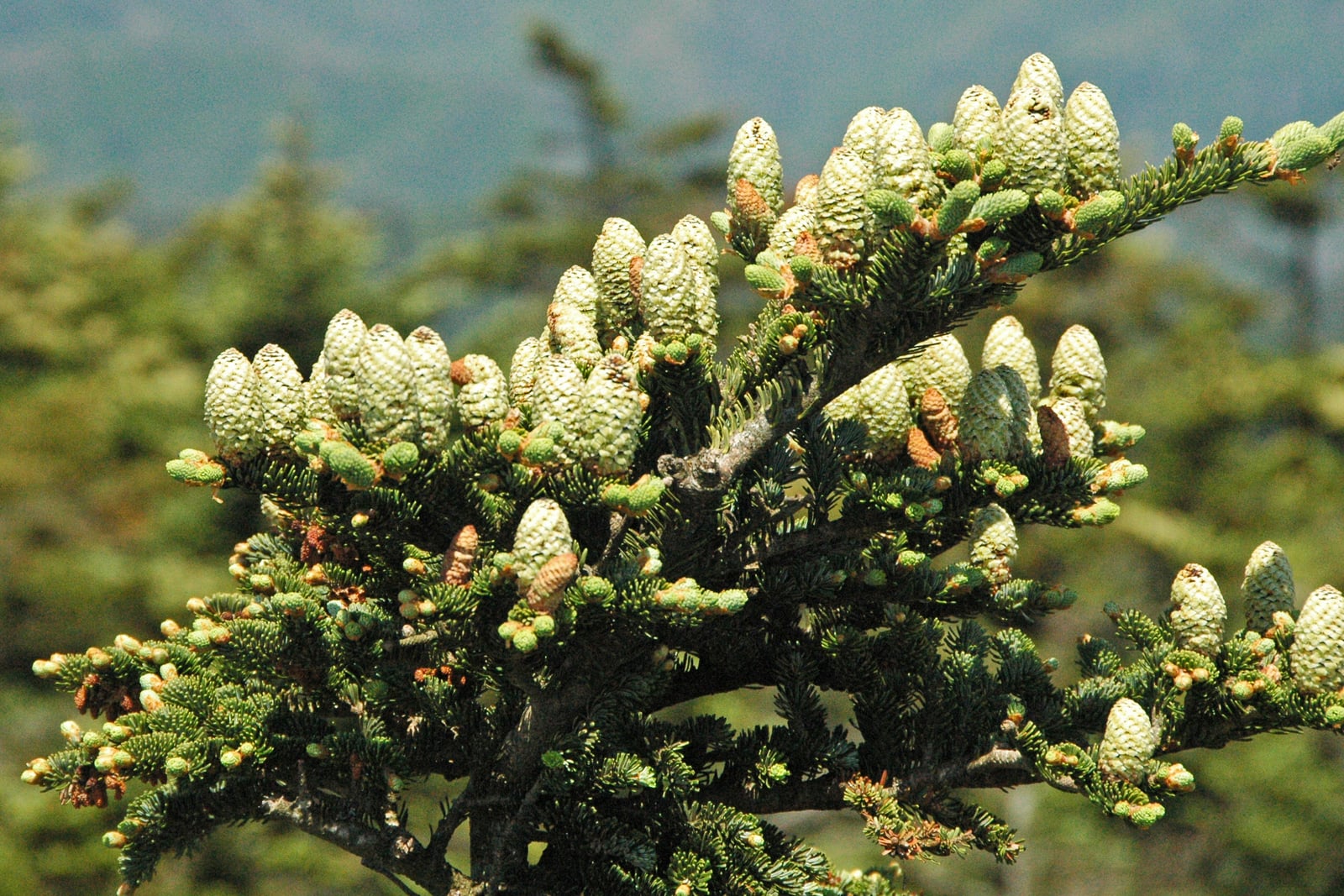 Close-up of living Fraser fir (Abies fraseri) foliage and branches in its native high-elevation habitat at Clingmans Dome in the Great Smoky Mountains, showing the soft, flattened, dark green needles with pale undersides.