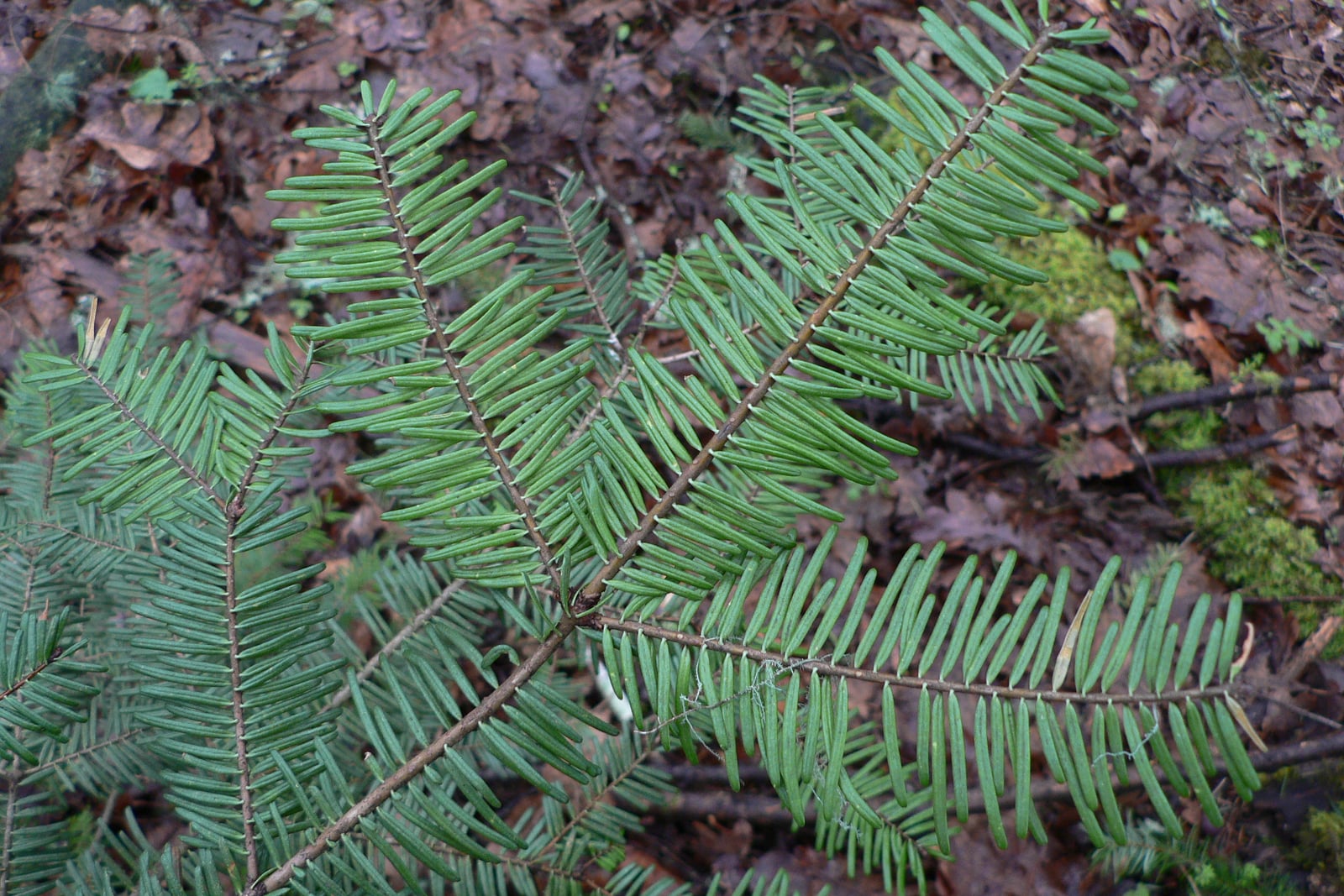 Grand fir boughs seen from above, the flat needles laid in strictly two-ranked combs either side of brown twigs, with needles of clearly unequal length, over brown forest-floor leaf litter and moss.