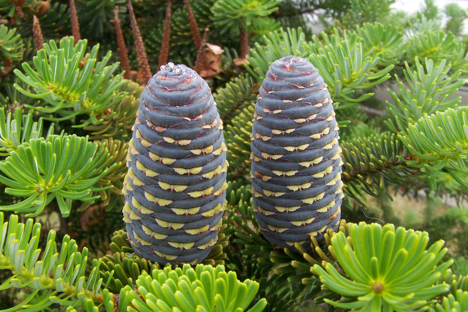 Close-up of living Korean fir (Abies koreana) showing the diagnostic erect violet-blue cones among short, densely set needles that are dark green above with pale undersides.