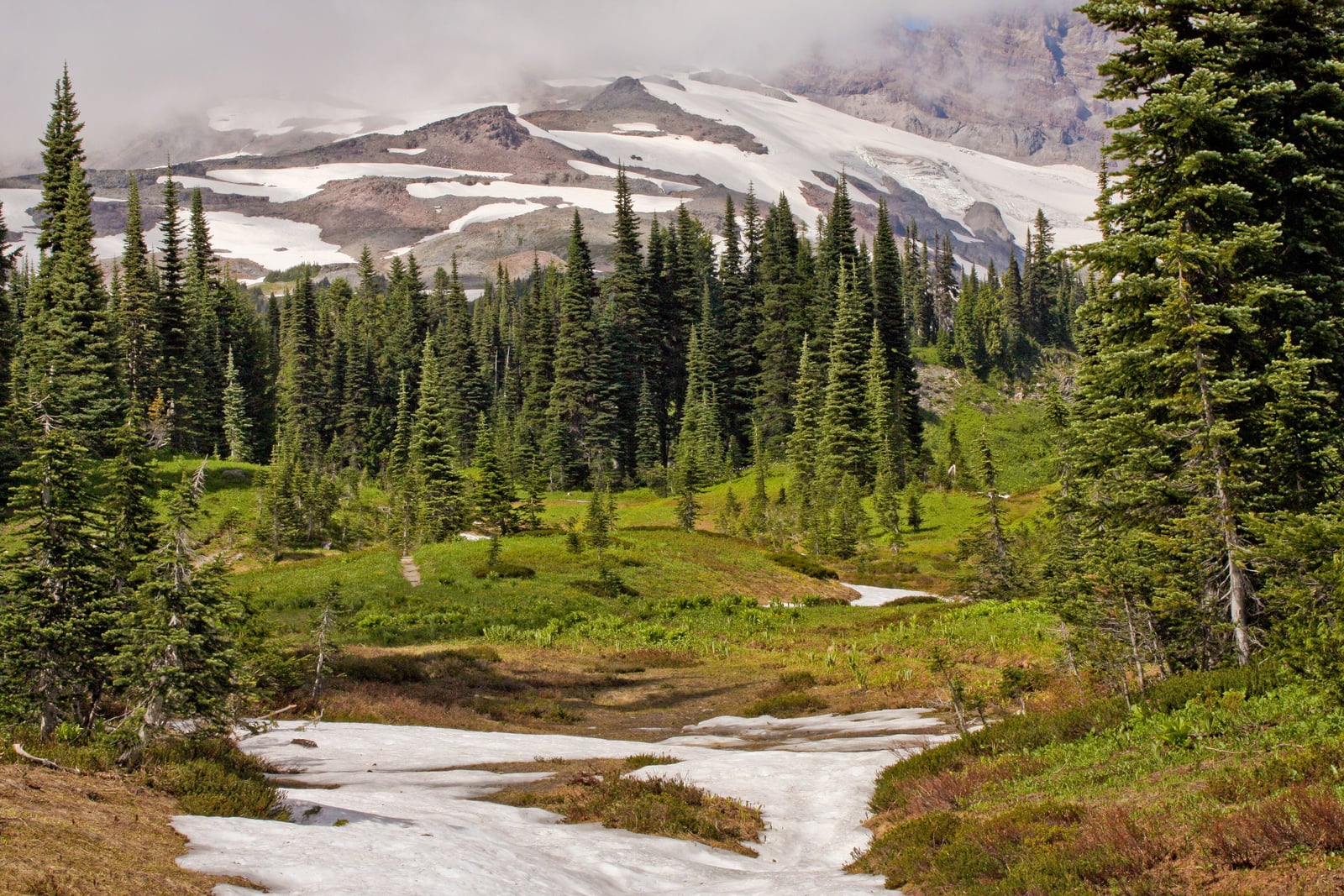 Subalpine firs with very narrow steeple crowns scattered across a green subalpine meadow, with lingering snowfields, bare rock and a cloud-covered peak behind them.