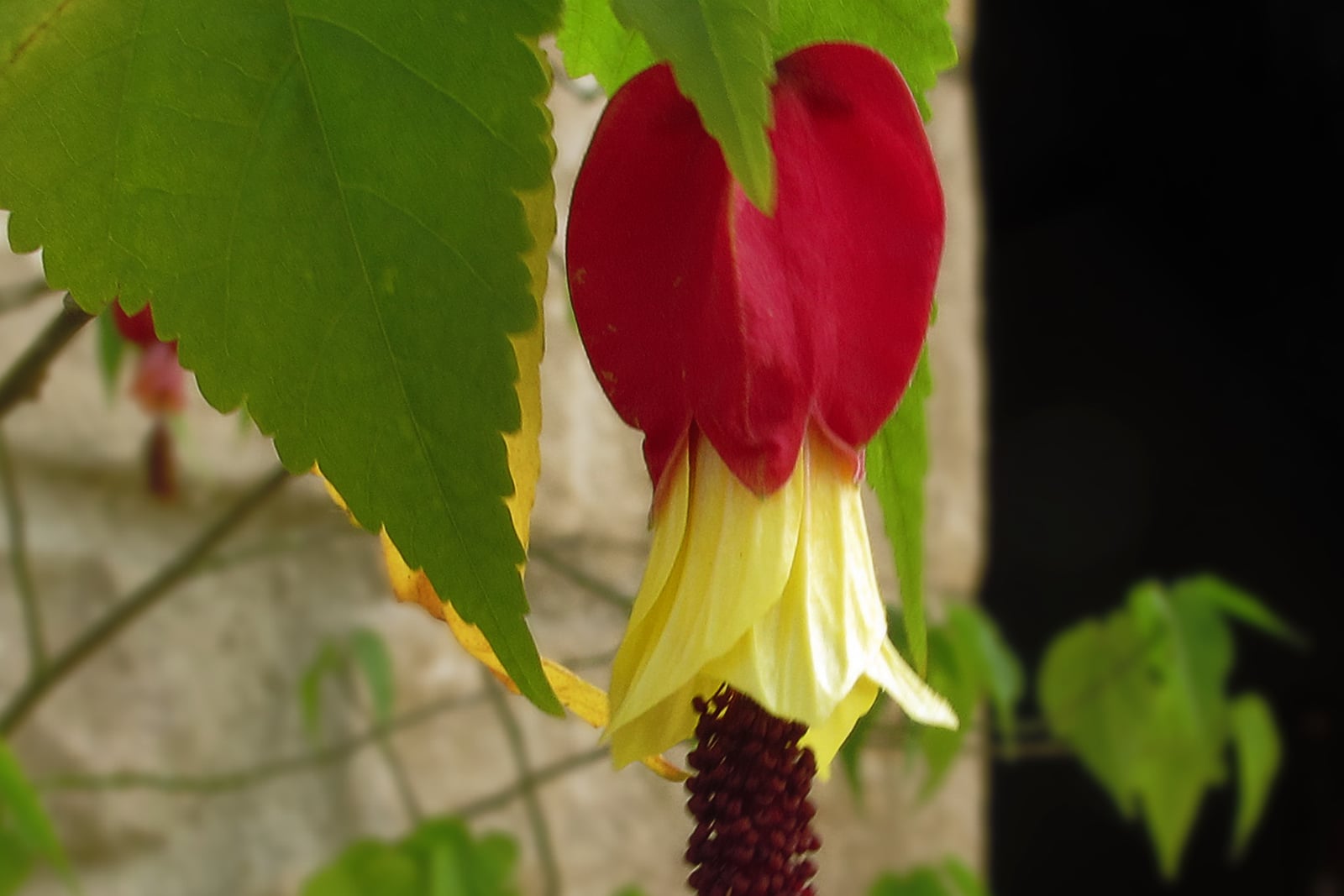 Abutilon retombant (Abutilon megapotamicum) - une unique fleur pendante en lanterne, au calice renflé rouge vif, aux pétales saillants jaune pâle et à la longue colonne d'étamines bordeaux foncé pendant en dessous, parmi des feuilles vertes ovales et dentées sur une tige grêle, contre un mur.