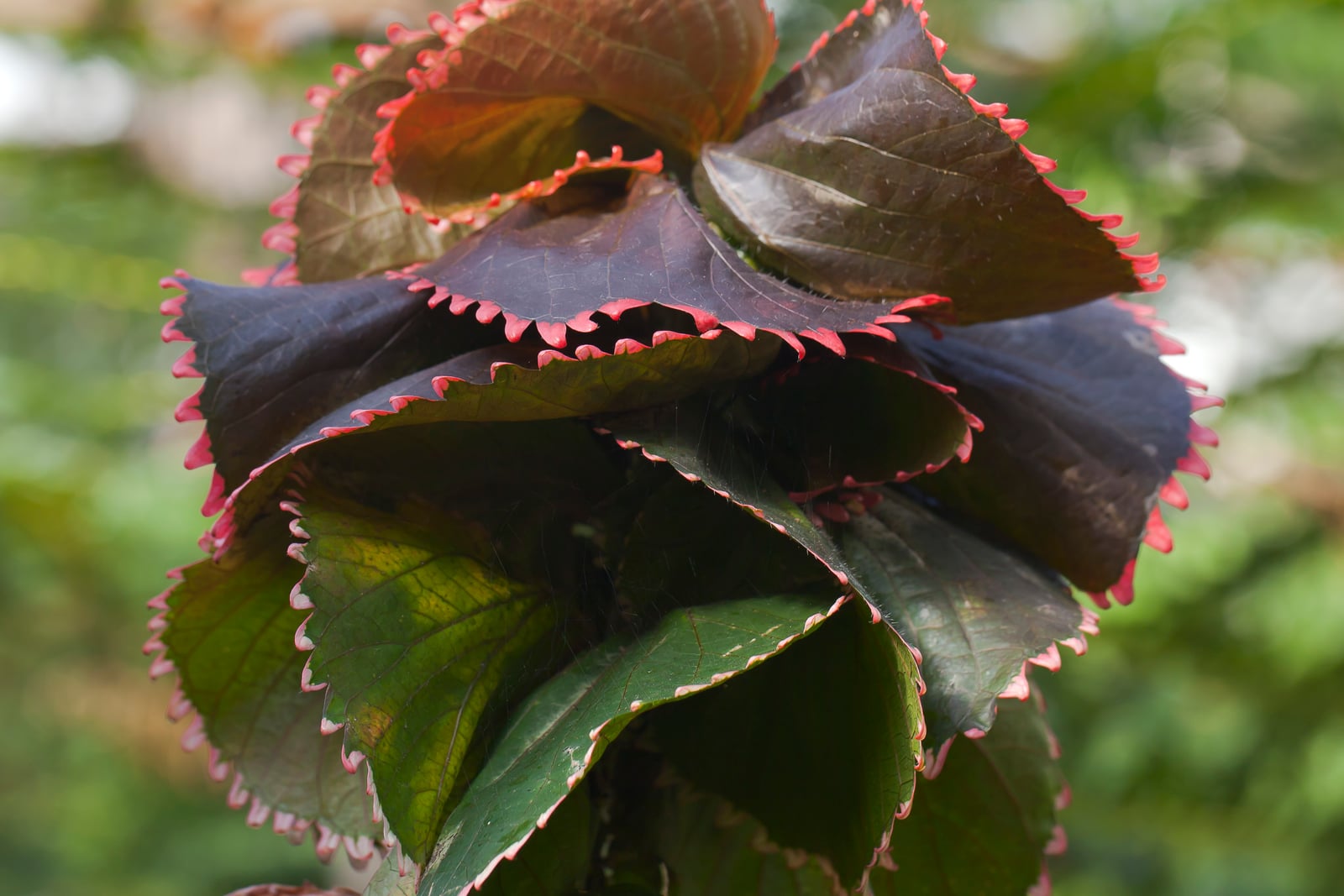 Acalyphe cuivré (Acalypha wilkesiana) - gros plan d'une extrémité de pousse aux feuilles larges et dentées, bordeaux cuivré et vertes, chacune bordée de rouge rosé, dans une serre botanique à Fort Wayne, dans l'Indiana.