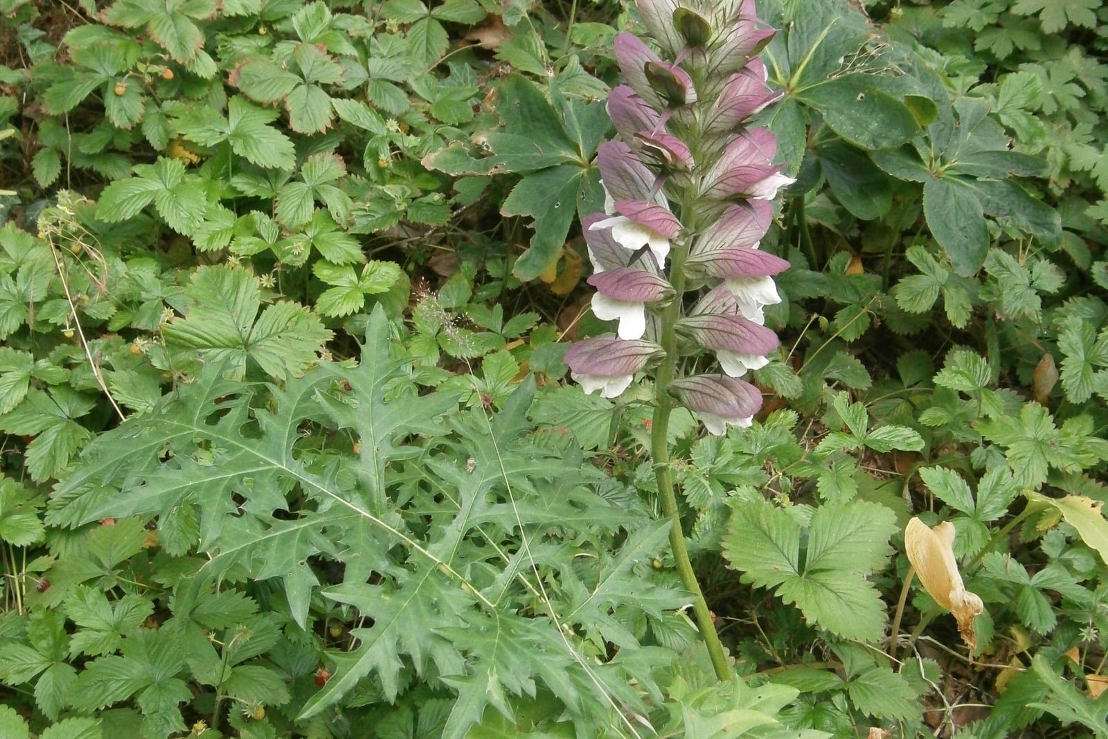Acanthus spinosus em flor: uma espiga ereta de flores brancas em capuz sob brácteas espinhosas de púrpura avermelhado, erguendo-se acima de folhas verde-escuras profundamente recortadas e terminadas em espinhos.