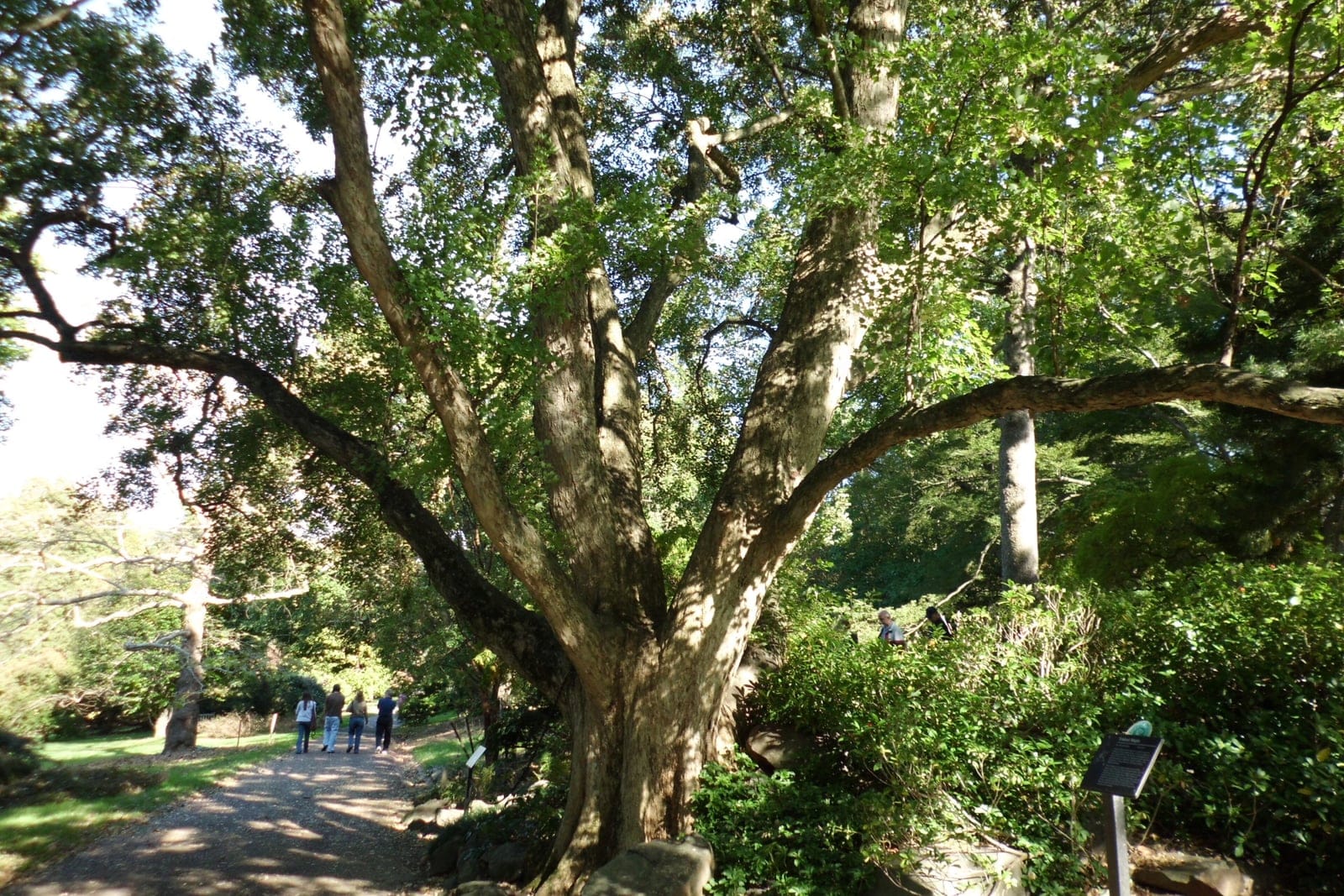 Arce tridente (Acer buergerianum) con follaje estival en el Morris Arboretum, mostrando el porte completo de la copa y las hojas pequeñas trilobuladas