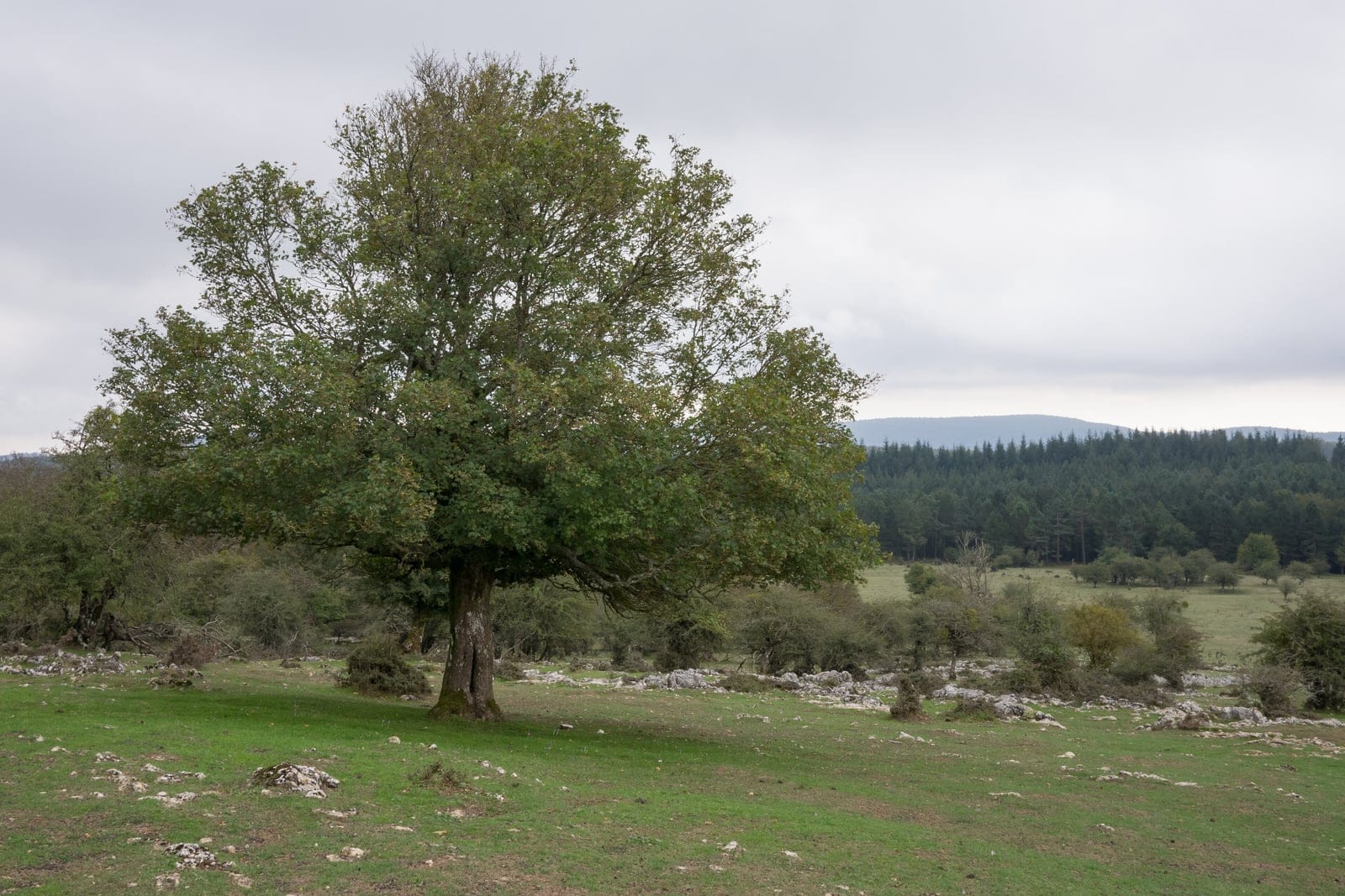 Arce campestre (Acer campestre) - copa densa, redondeada/abovedada, típica de un arce campestre maduro, tronco único y corto que se ramifica cerca del suelo (forma de seto crecida en espacio abierto), follaje estival verde medio y tupido que cubre toda la copa.