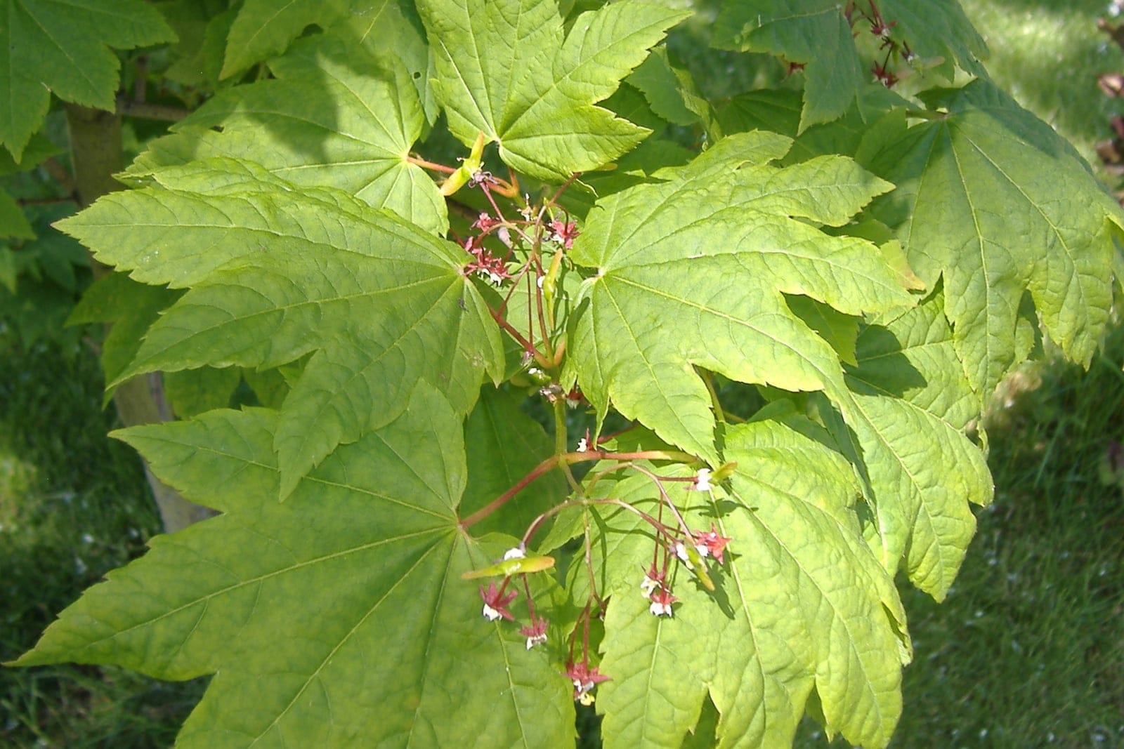 Érable circiné (Acer circinatum) montrant ses feuilles palmées arrondies caractéristiques prenant une coloration automnale rouge.