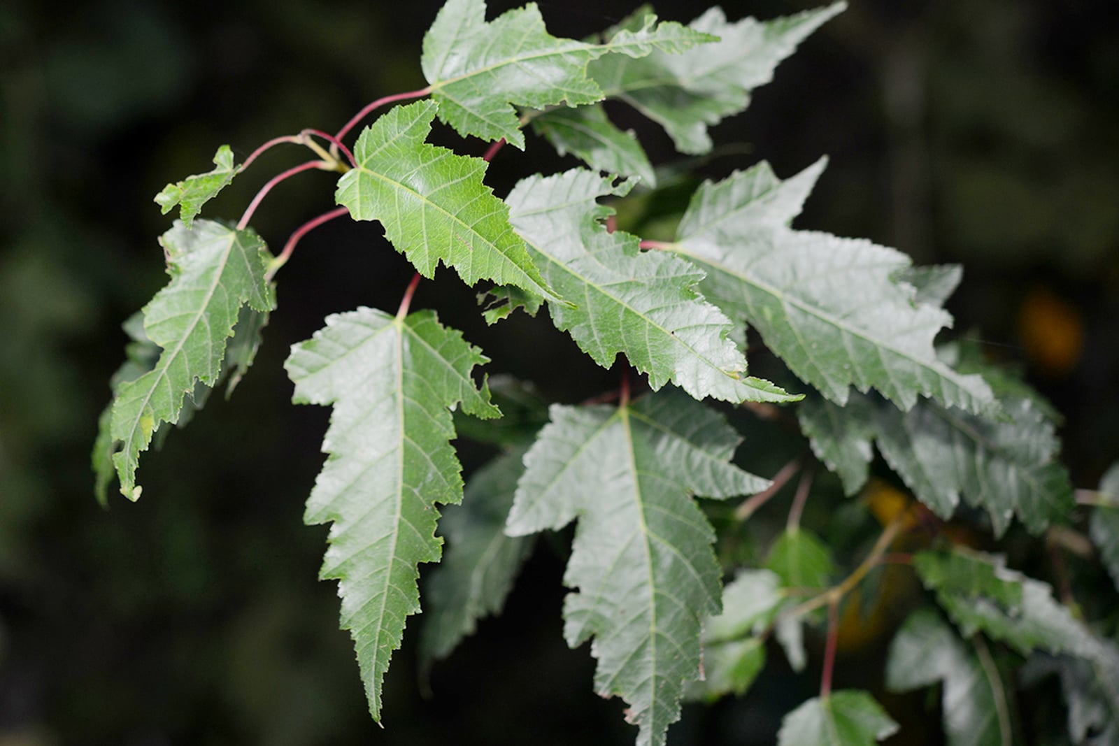 A whole Amur maple (Acer ginnala) growing as a small tree in Seosan, South Korea, within its native northeastern-Asian range, photographed in autumn.