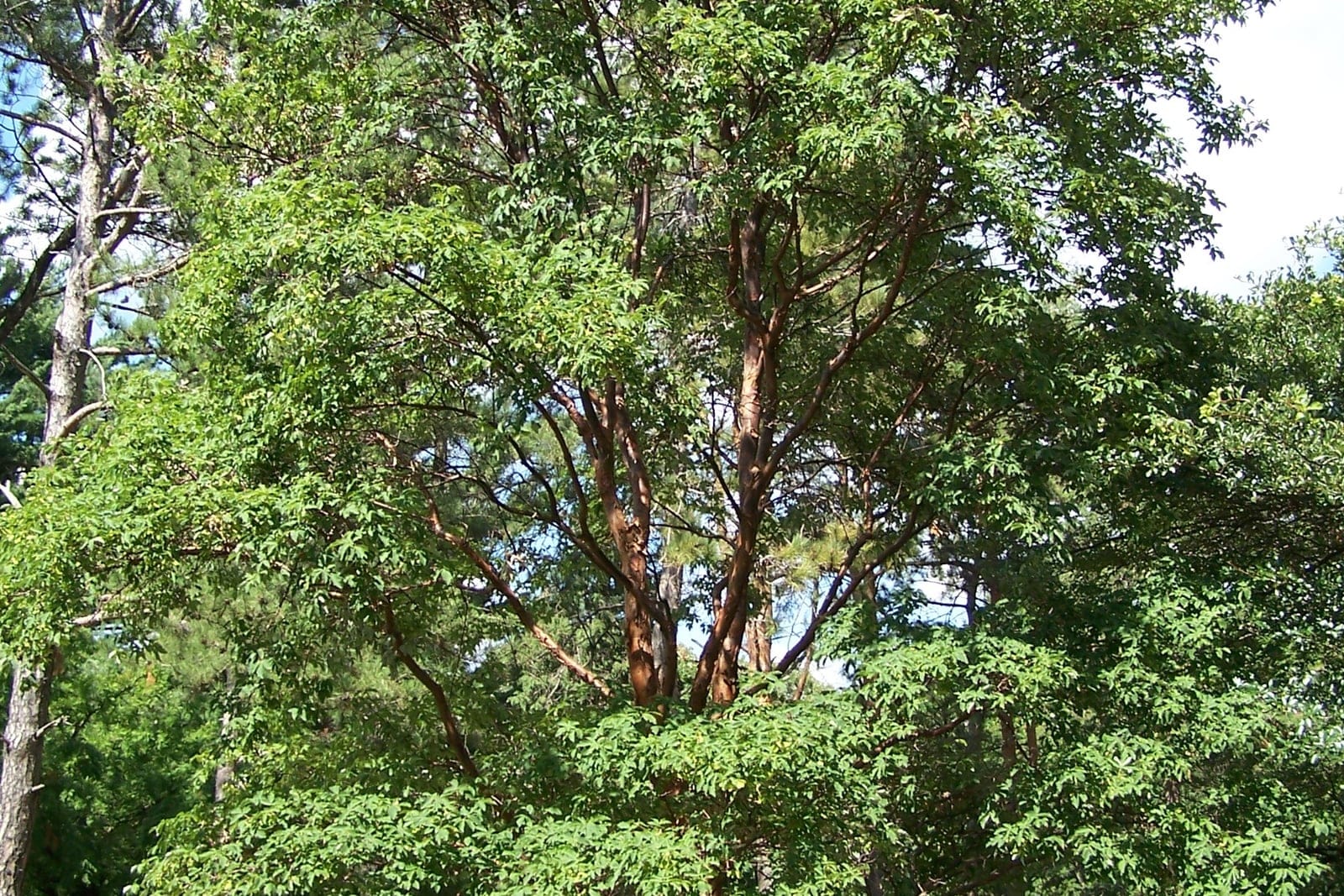 A Paperbark maple (Acer griseum) at the Morton Arboretum showing its distinctive cinnamon-orange exfoliating bark peeling in papery curls on the trunk.
