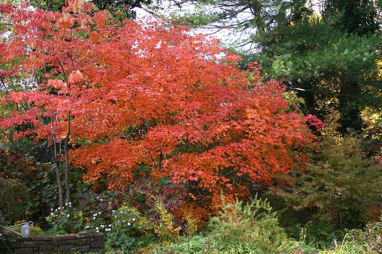 Fullmoon maple (Acer japonicum) - rounded spreading habit, brilliant red-orange fall color, many-lobed maple leaves, small tree / large shrub form.