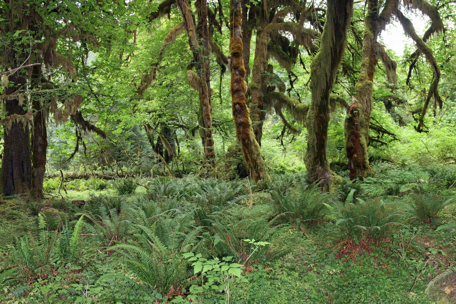Bigleaf maples (Acer macrophyllum) in the Hoh rainforest of Washington: several leaning, twisting trunks and arching limbs thickly coated in green and rust-brown moss, with long beards of moss hanging from the branches, under a bright green canopy of maple leaves, above a forest floor carpeted with sword ferns.