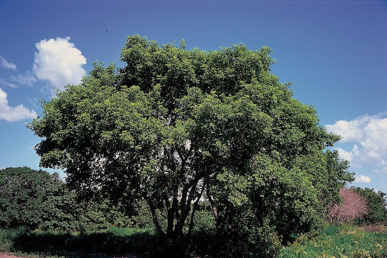 A mature boxelder (Acer negundo) as a broad, low-branching multi-stemmed tree with a rounded, irregular green crown against a blue sky, standing in open scrub - the low fork and wide spread typical of the species.