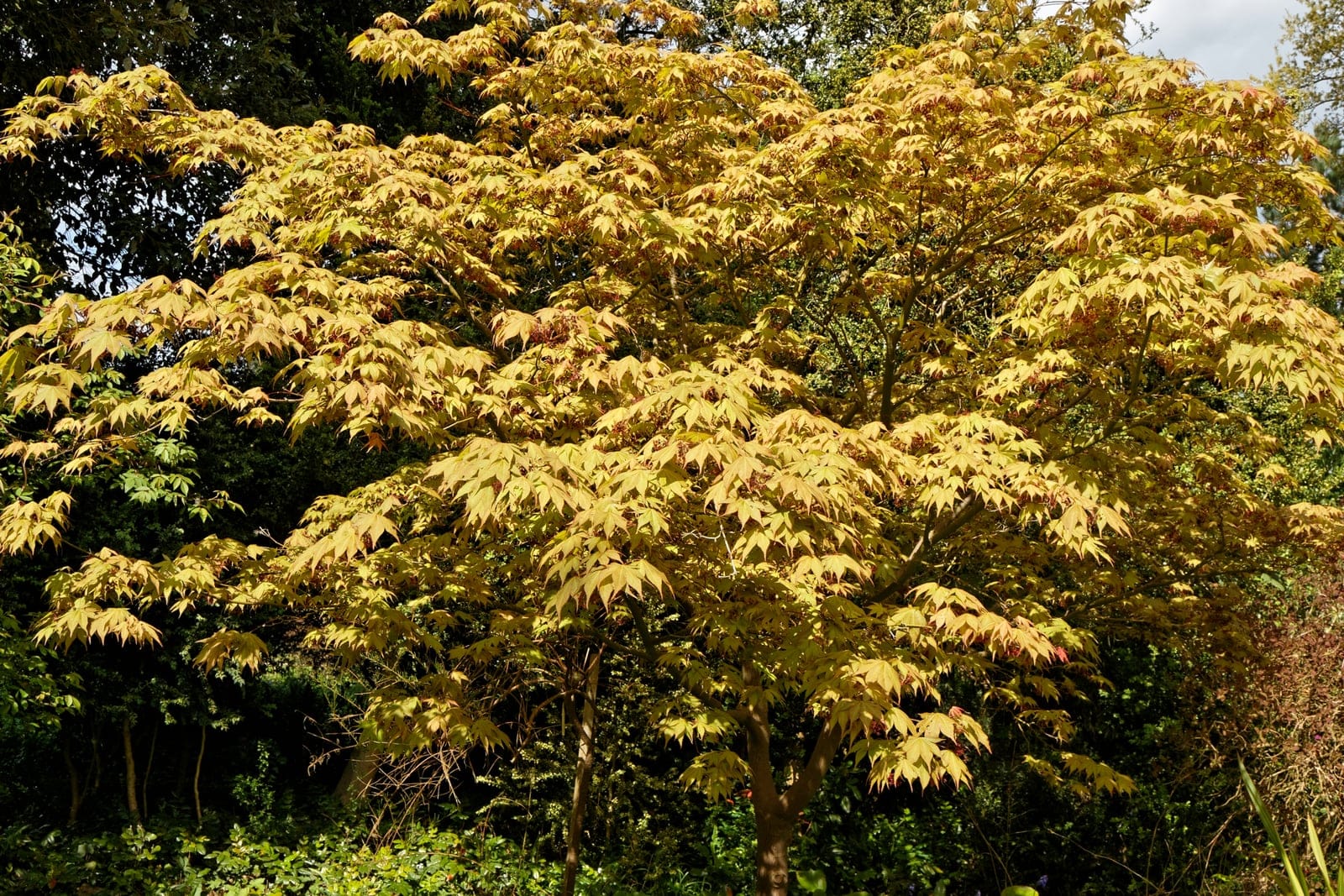 Acer palmatum (arce japonés) creciendo como un pequeño árbol de copa redondeada con follaje palmeado finamente recortado, contra un cielo azul.
