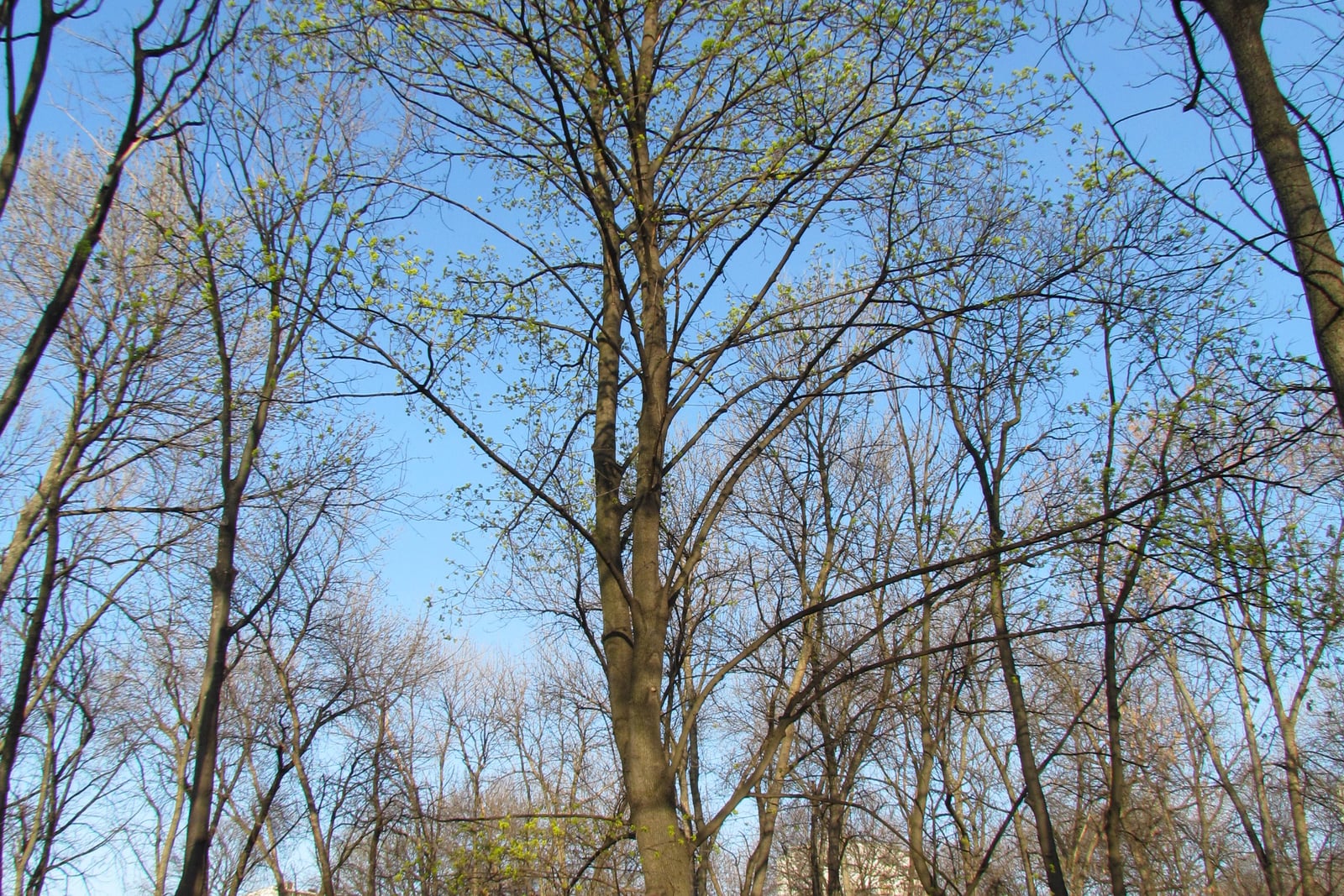 Un érable plane (Acer platanoides) dans un parc au début du printemps, sa couronne teintée du vert-jaune des feuilles naissantes alors que tous les arbres alentour sont encore nus - ce débourrement précoce est au cœur de la façon dont l'espèce prend le dessus sur les arbres indigènes.