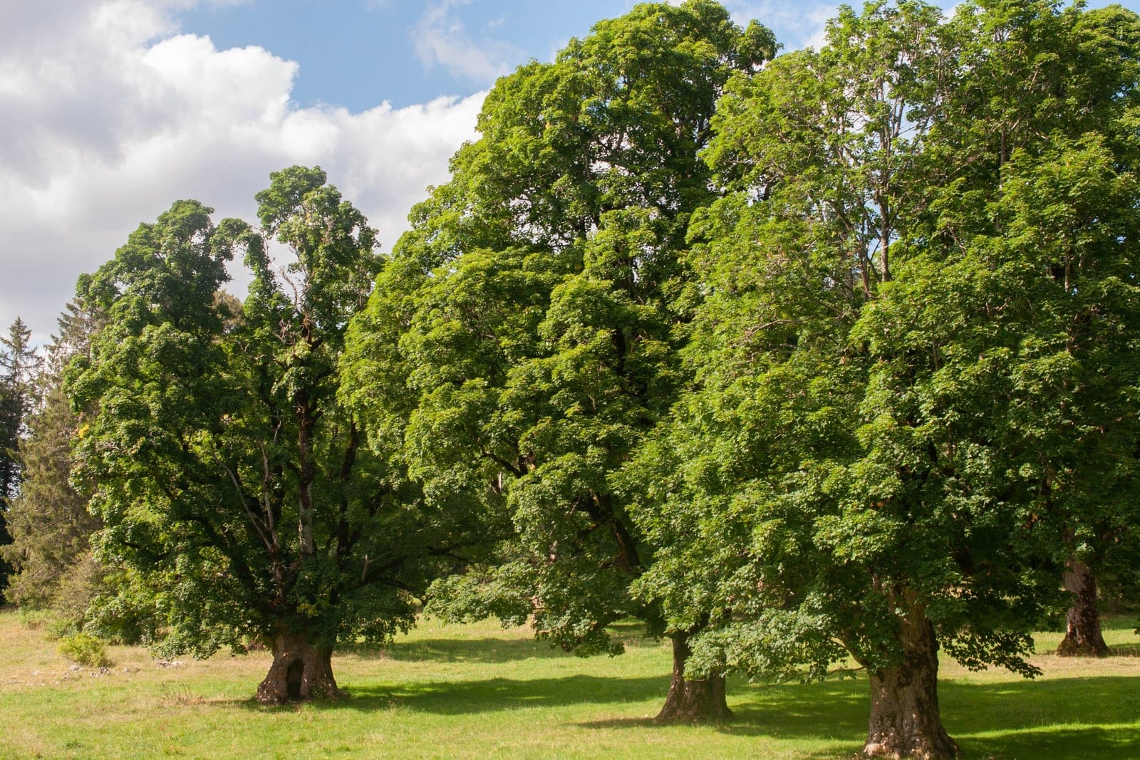 Érable sycomore (Acer pseudoplatanus) - couronne large et dense, en dôme ou ovale, d'un arbre mature poussé en isolé, troncs robustes à charpente basse et étalée, houppier dense de feuillage d'érable vert foncé à lobes palmés.