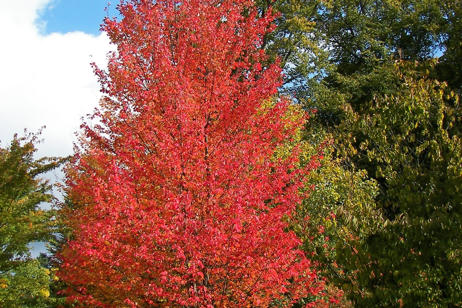 Red maple (Acer rubrum) as a mature, open-grown tree with a rounded-oval crown in brilliant red autumn color.