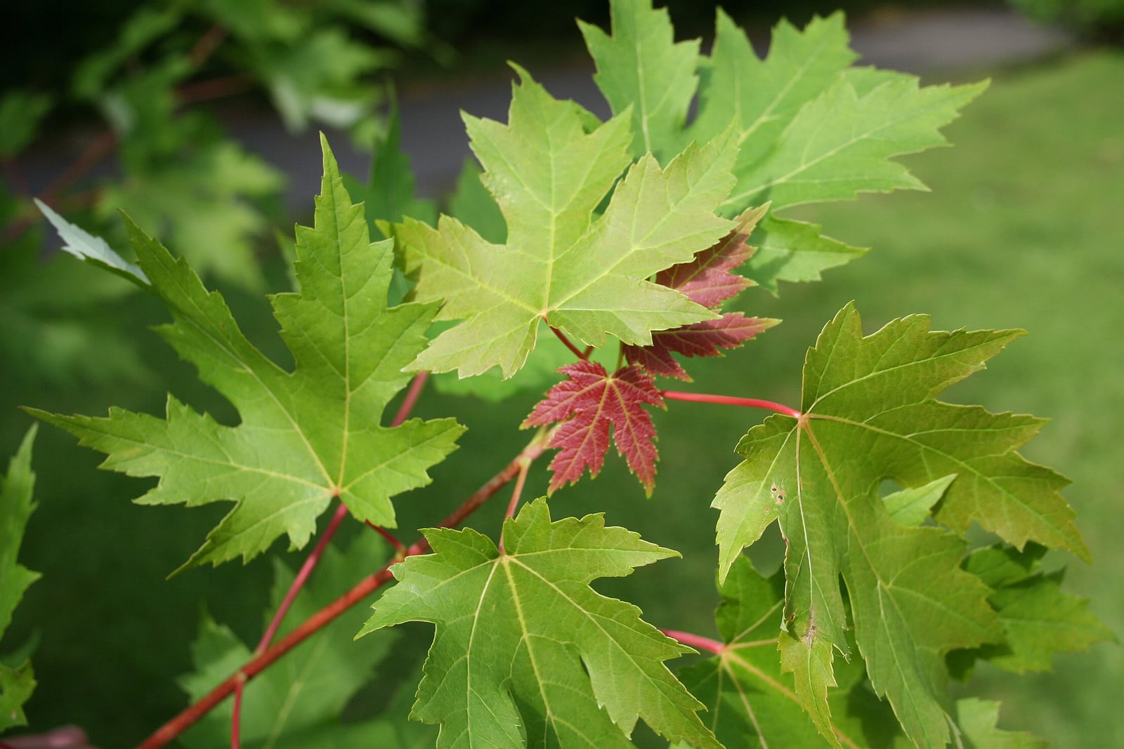 Un ramo de follaje de Acer saccharinum: hojas con cinco lóbulos profundos, con senos que llegan casi hasta el nervio central, envés de un verde plateado pálido y pecíolos marcadamente rojos, con una hoja joven todavía teñida de rojo.