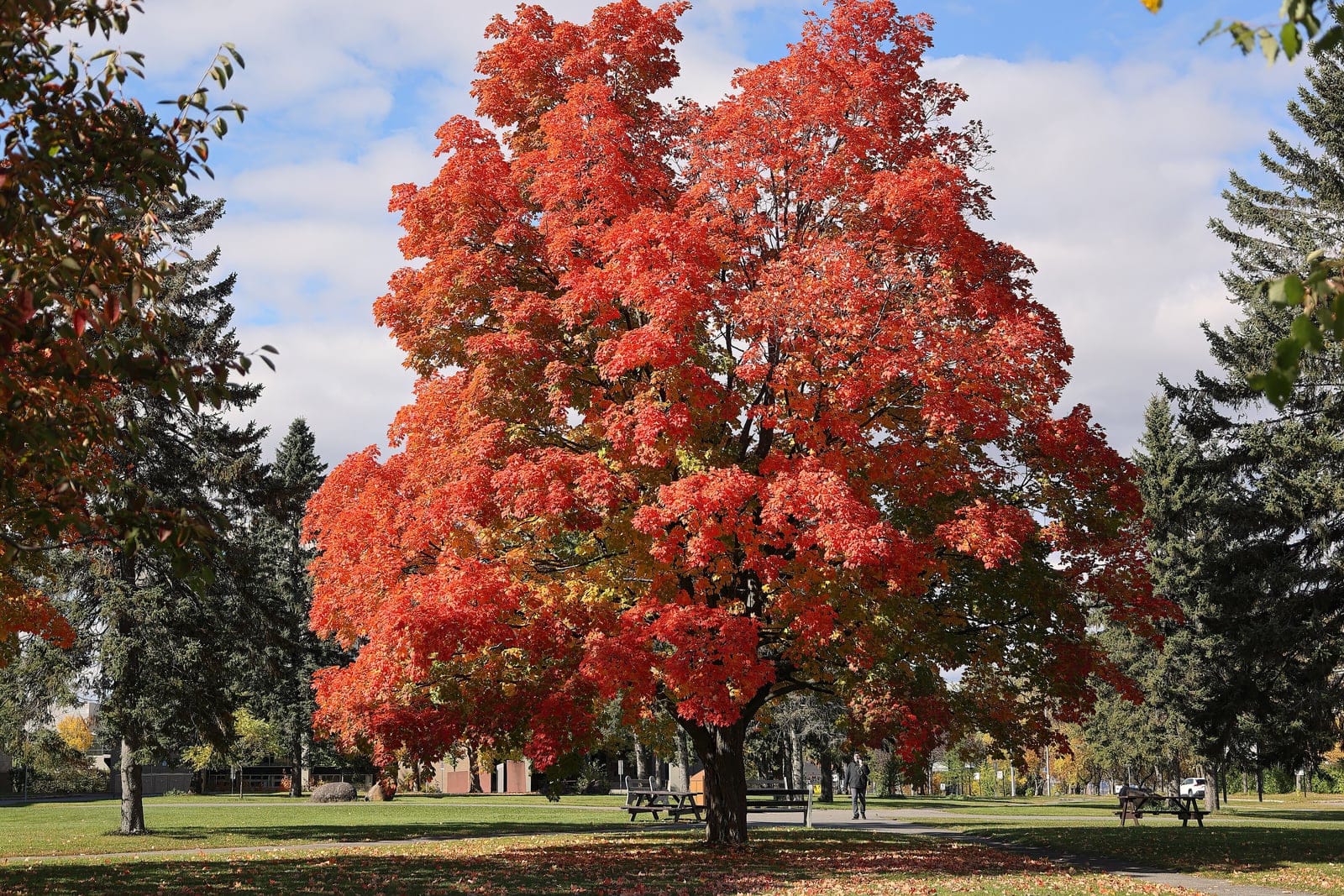 Arce azucarero (Acer saccharum) mostrando el característico follaje otoñal mezclado de rojo, naranja y amarillo.