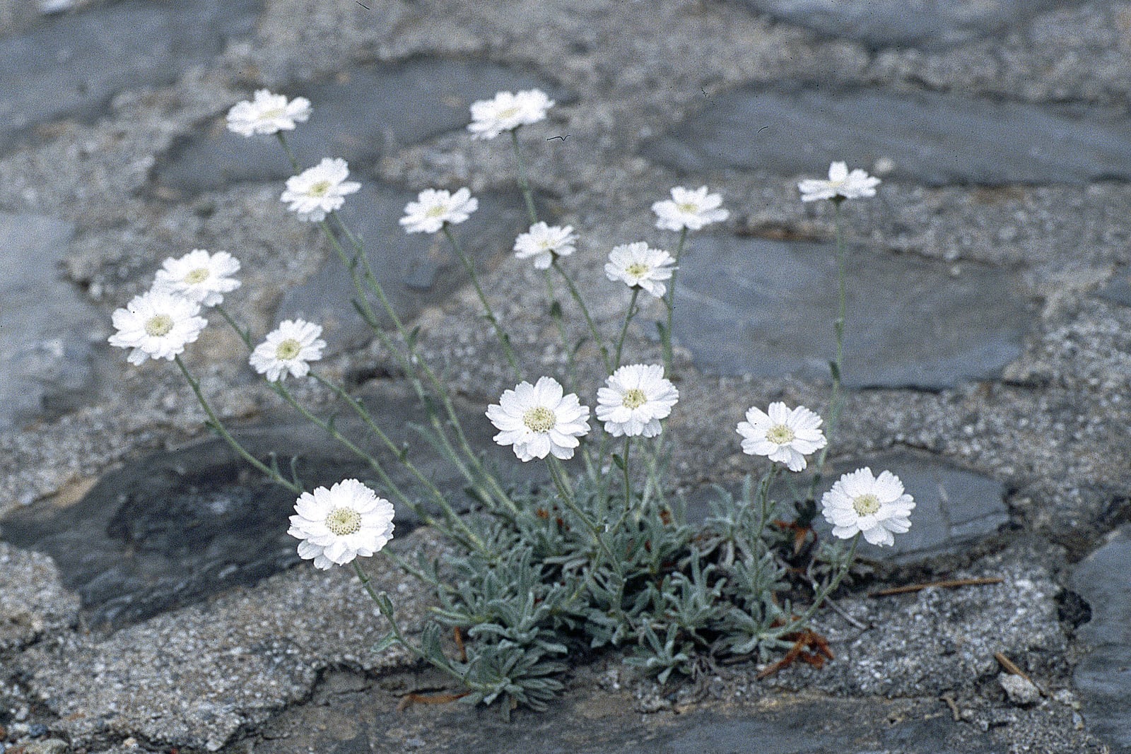 Achillée grecque (Achillea ageratifolia) poussant dans une fissure de rocher : un tapis bas et argenté de feuilles étroites, dentées et velues, portant plusieurs grands capitules blancs en forme de marguerite à centre jaune pâle, sur de fines tiges sans feuilles.