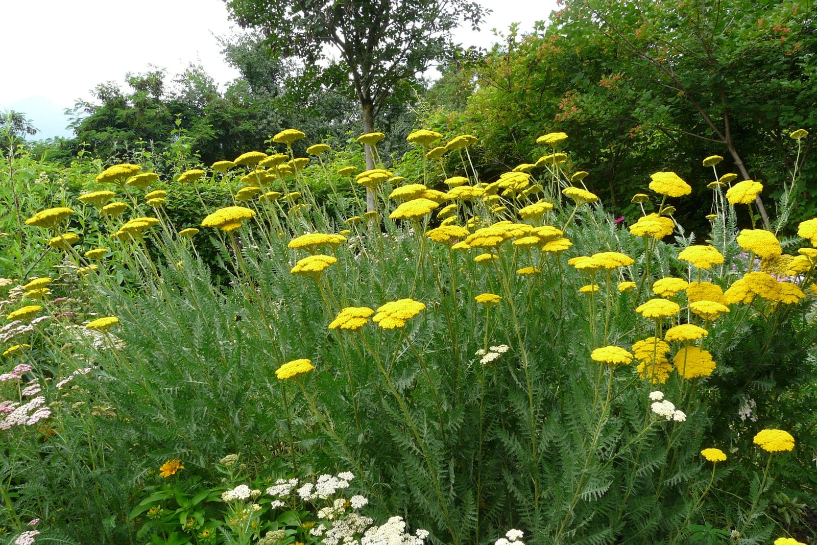 Achillée à feuilles de fougère (Achillea filipendulina) - une touffe adulte en fleur, hautes tiges dressées au feuillage vert-gris finement divisé, d'allure de fougère, couronnées de corymbes floraux dorés et plats.