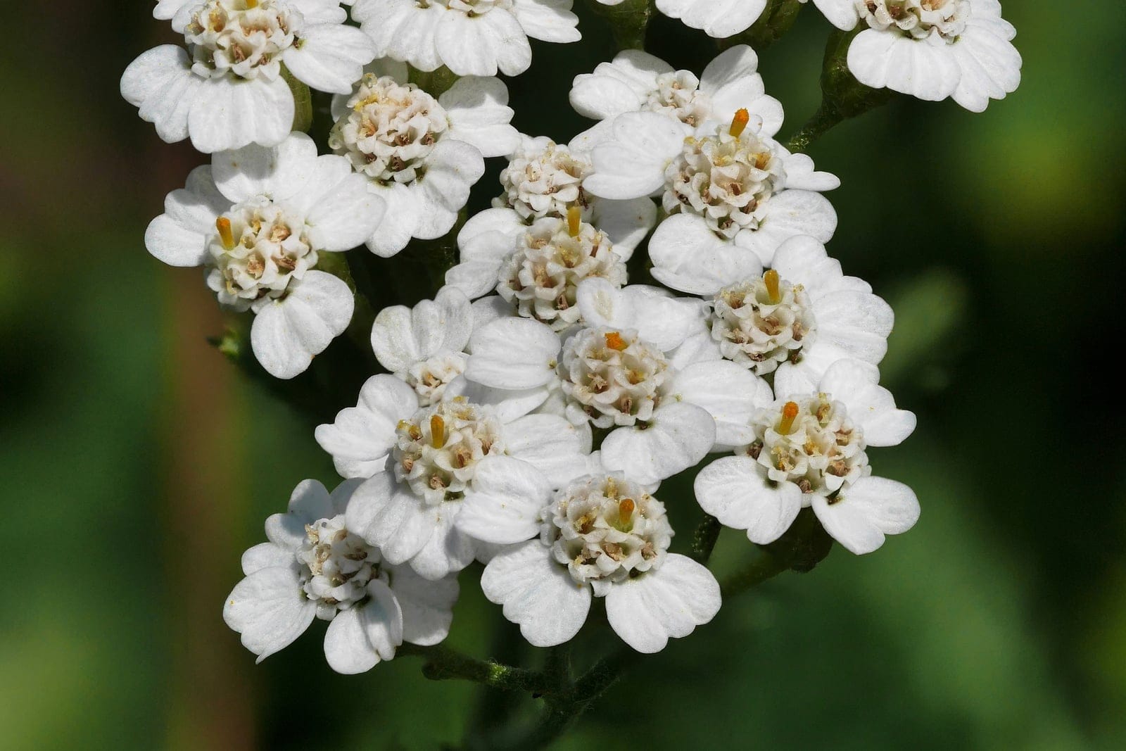 Common yarrow (Achillea millefolium) showing a flat-topped white inflorescence above finely divided fern-like foliage.