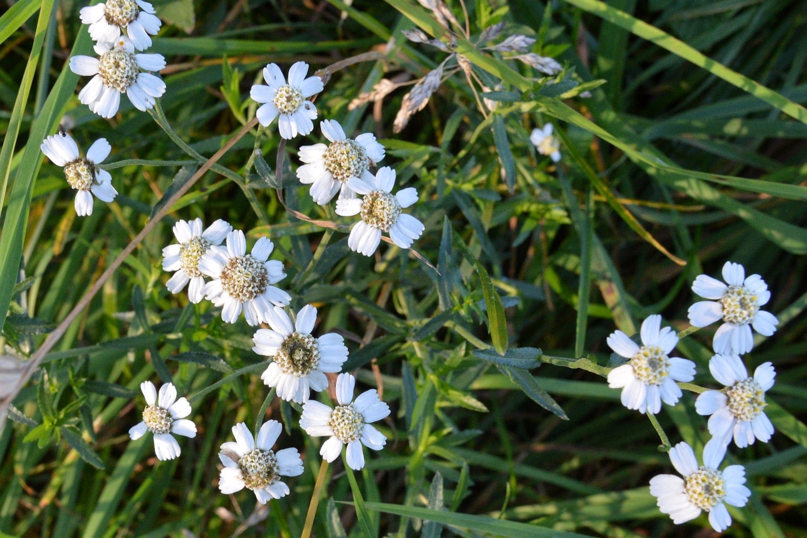 Sneezewort (Achillea ptarmica) - upright clump-forming perennial in flower with loose, branched sprays of small button-like double white flower heads above narrow, linear, finely and sharply toothed dark-green leaves.