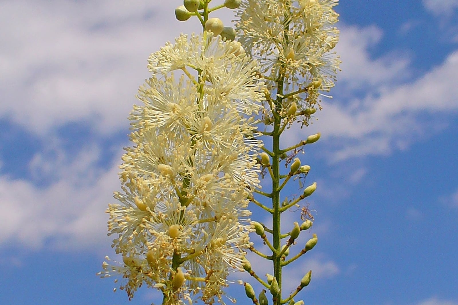 Black cohosh (Actaea racemosa) in flower, a tall, dense, wand-like white bottlebrush raceme rising above the dark divided foliage.