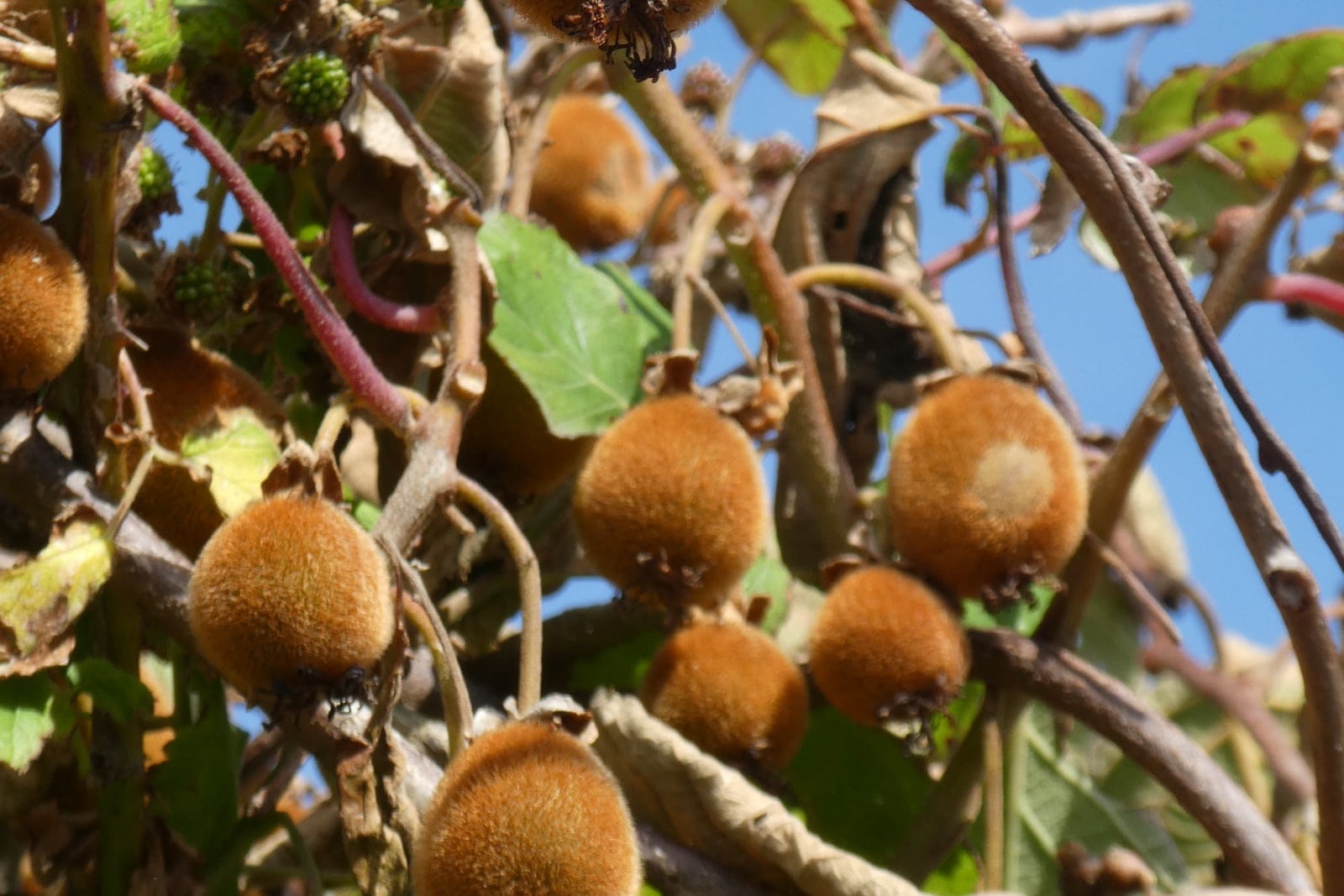 Fuzzy brown kiwifruit (Actinidia deliciosa) hanging in clusters on a woody vine with rounded leaves against a blue sky.