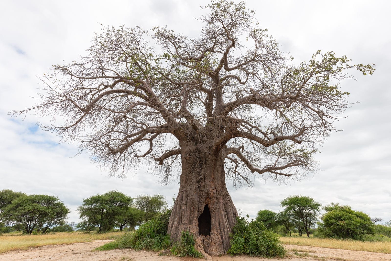 Baobab (Adansonia digitata) - massive swollen water-storing bottle-trunk with a large hollow at the base, sparse crown of stout tapering branches fanning out like roots in the air (the 'upside-down tree' silhouette), solitary tree in open african savanna habitat among smaller acacias.
