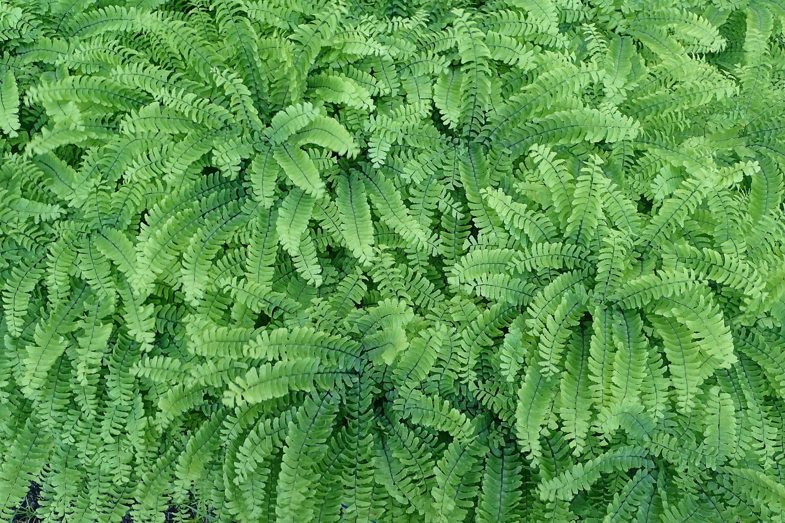 Capillaire du Canada (Adiantum pedatum) montrant une délicate fronde palmée verte sur un stipe noir et filiforme, raide comme du fil de fer.