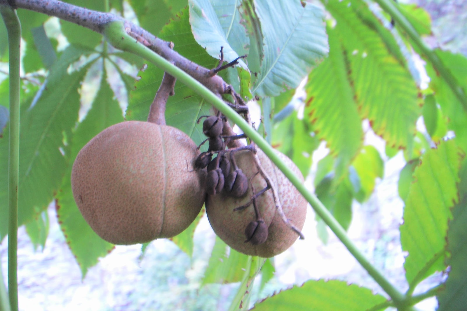 Rama de castaño de Indias amarillo (Aesculus flava) con dos cáscaras de fruto en forma de pera, verde parduzcas, entre grandes hojas palmaticompuestas.