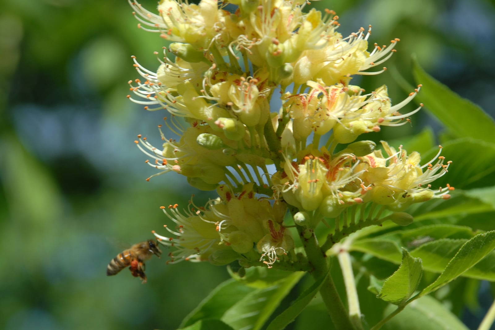 Racimo floral de castaño de Indias de Ohio (Aesculus glabra) con una abeja entre grandes hojas palmaticompuestas.