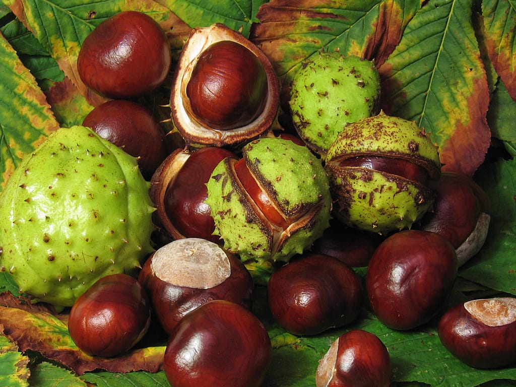 Horse chestnut (Aesculus hippocastanum) - shiny mahogany conkers (seeds), spiny green seed husks, palmate compound leaves, autumn fruit.