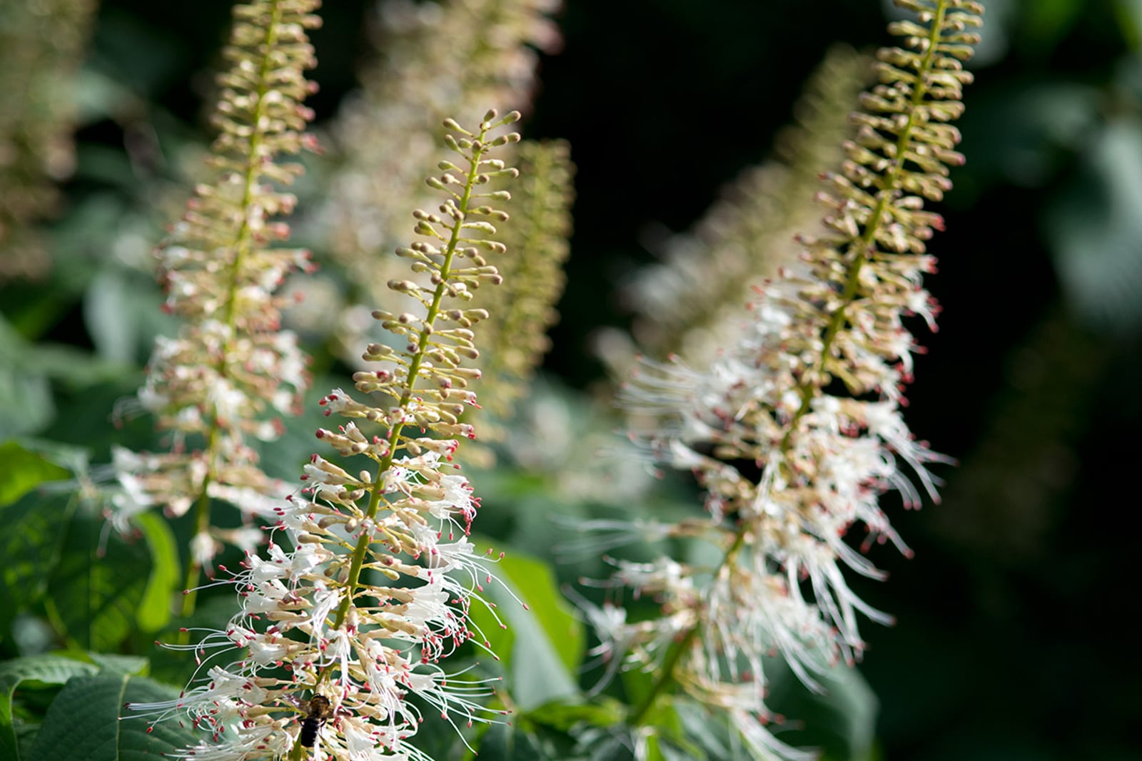 Aesculus parviflora en flor: una panícula erguida de color blanco crema, en forma de limpiatubos, formada por flores pequeñas con estambres largos y salientes, que se alza por encima de las hojas compuestas palmeadas del arbusto.