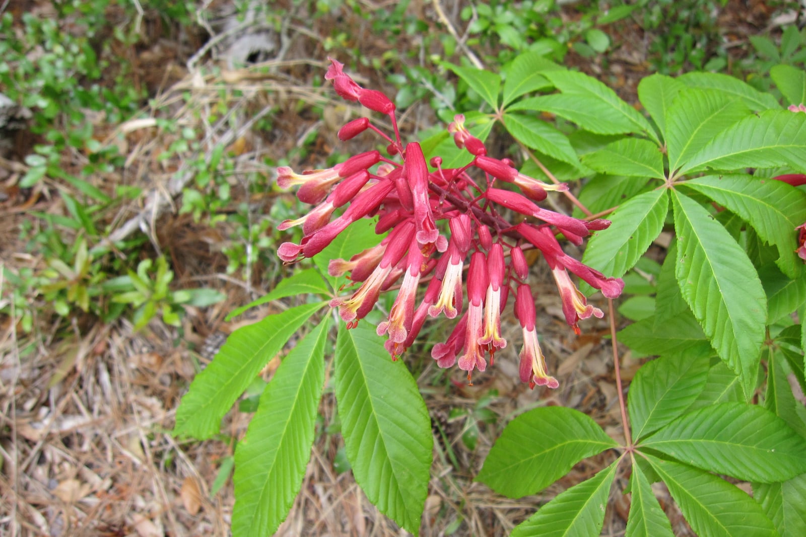 Falso castaño de flores rojas (Aesculus pavia) en flor: una panícula erecta de flores estrechas y tubulares, de rojo a rojo anaranjado, sostenida por encima de hojas verdes palmaticompuestas.