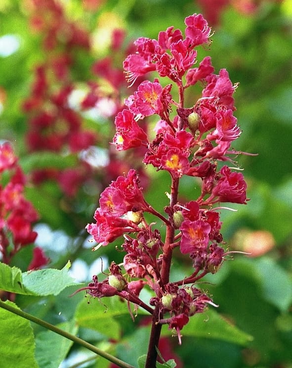 Castaño de Indias rojo (Aesculus x carnea) - panícula erecta de flores de color rojo rosado, gargantas florales amarillas y rojas, hoja palmaticompuesta, copa densa en floración.