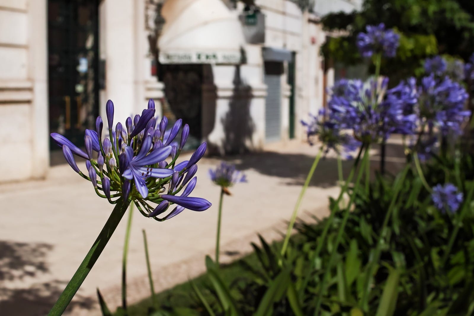 African lily (Agapanthus praecox) - rounded umbels of trumpet-shaped blue flowers on tall bare stalks, strap-shaped arching basal leaves forming a clump, multiple flowering stems in a garden bed showing the perennial's clump-forming habit.