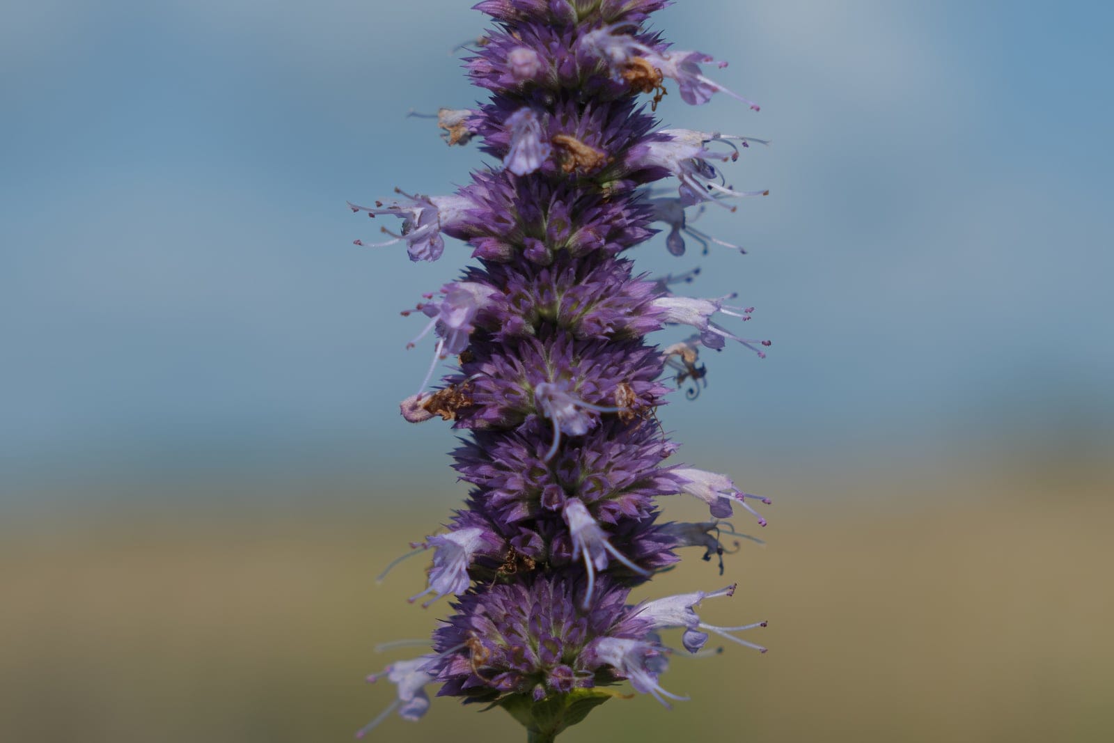 Anise hyssop (Agastache foeniculum) showing a dense terminal spike of lavender-purple two-lipped flowers above opposite toothed leaves on a square stem.
