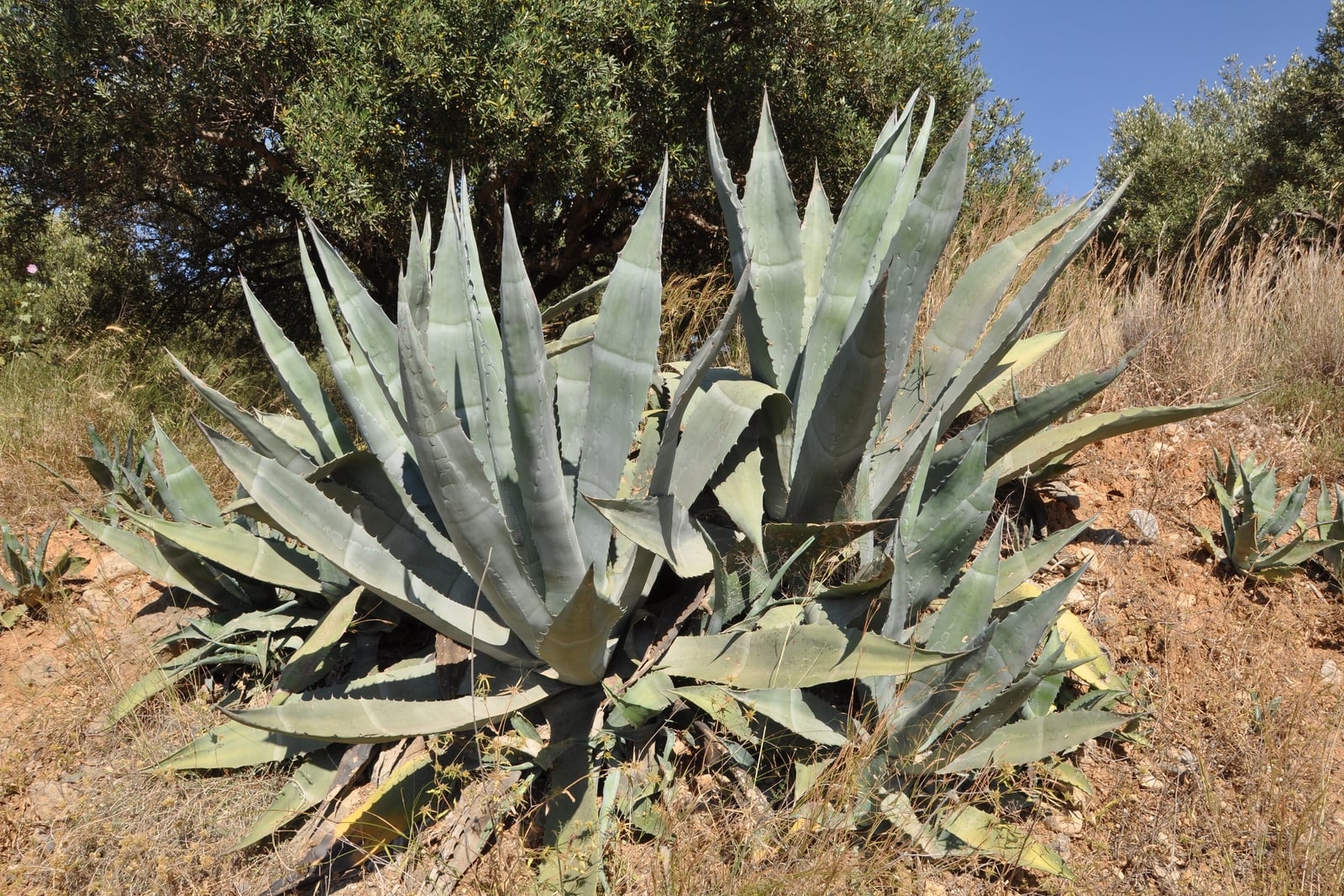 Dos grandes rosetas de agave americano (Agave americana) que crecen una junto a otra en suelo rojizo y seco entre hierba seca, formadas por hojas largas, gruesas y de color verde grisáceo pálido con pequeños dientes ganchudos en los bordes, marcas con forma de diente impresas en su cara y puntas afiladas, unas hojas erguidas y otras dobladas, con pequeños hijuelos jóvenes a ambos lados y olivos y un cielo azul detrás.