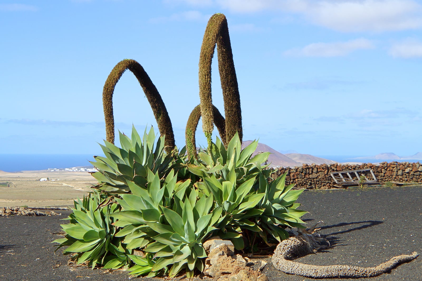Una mata de rosetas de agave cola de zorro (Agave attenuata) de hojas anchas, lisas, de color verde grisáceo pálido y sin espinas, que crece en grava volcánica negra junto a un muro de piedra seca bajo un cielo azul, con tres espigas florales largas, ya marrones y pasadas, que se arquean por encima de las rosetas como colas, pequeños bultos verdes en su parte baja y una espiga vieja caída en el suelo a su lado.