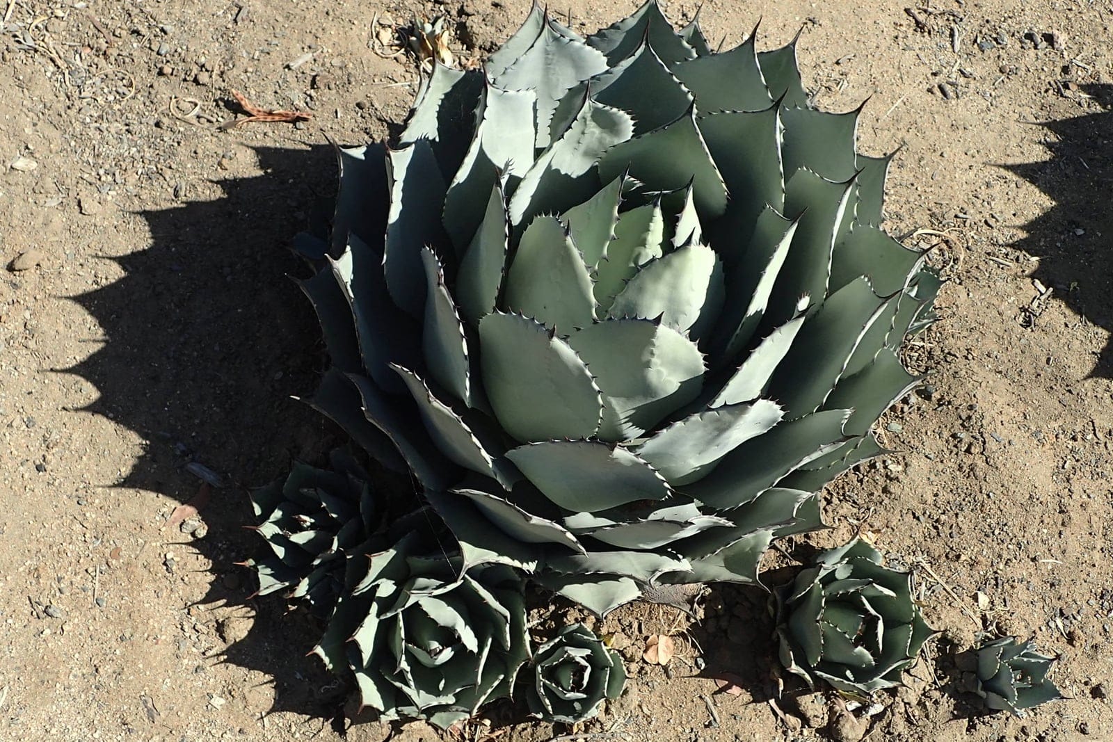 Parry's agave (Agave parryi) showing a dense, symmetrical basal rosette of thick blue-gray leaves with dark marginal teeth and terminal spines, flanked by rooted offsets on bare desert ground.