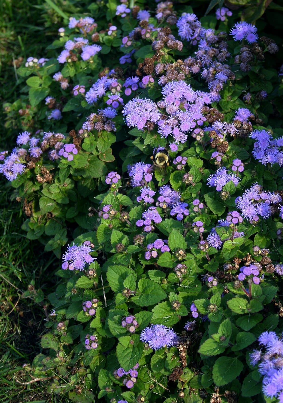 Flossflower (Ageratum houstonianum) - fuzzy thread-like flower clusters, soft blue-lavender coloring, low mounding clumping habit, toothed heart-shaped leaves.