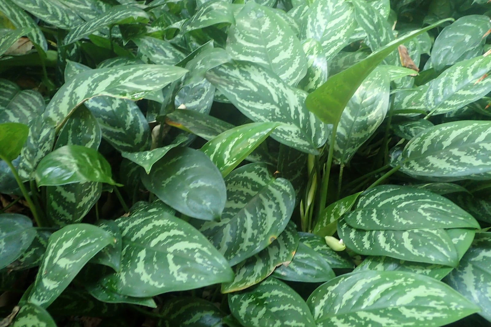 A dense planting of Chinese evergreen (Aglaonema commutatum) seen from above: overlapping, pointed, lance-shaped leaves in dark green, each feathered with irregular silvery pale green bands running out from the midrib along the side veins, with a few plainer green leaves among them and some slender pale young shoots and a small creamy bud low in the centre.