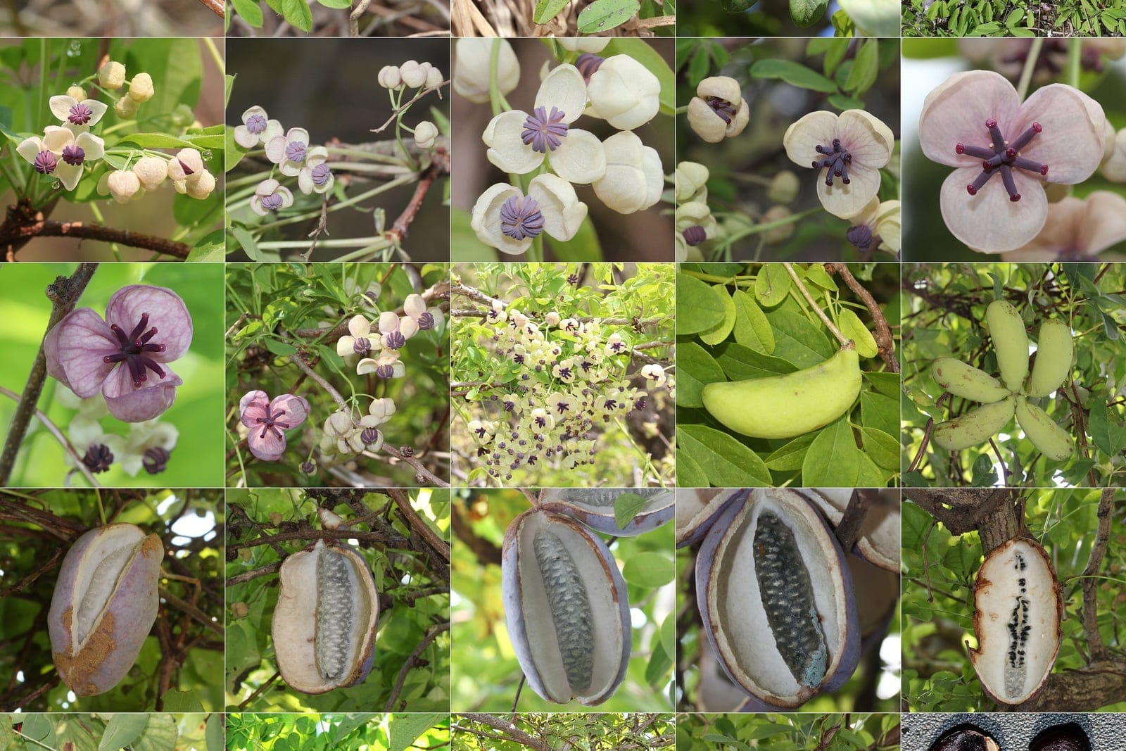 Composite montage showing Akebia quinata foliage, fragrant flowers, and sausage-shaped purple fruit