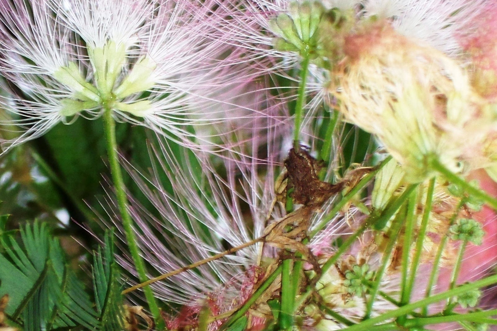 Close-up of Albizia julibrissin pink powder-puff flower clusters at Arnold Arboretum