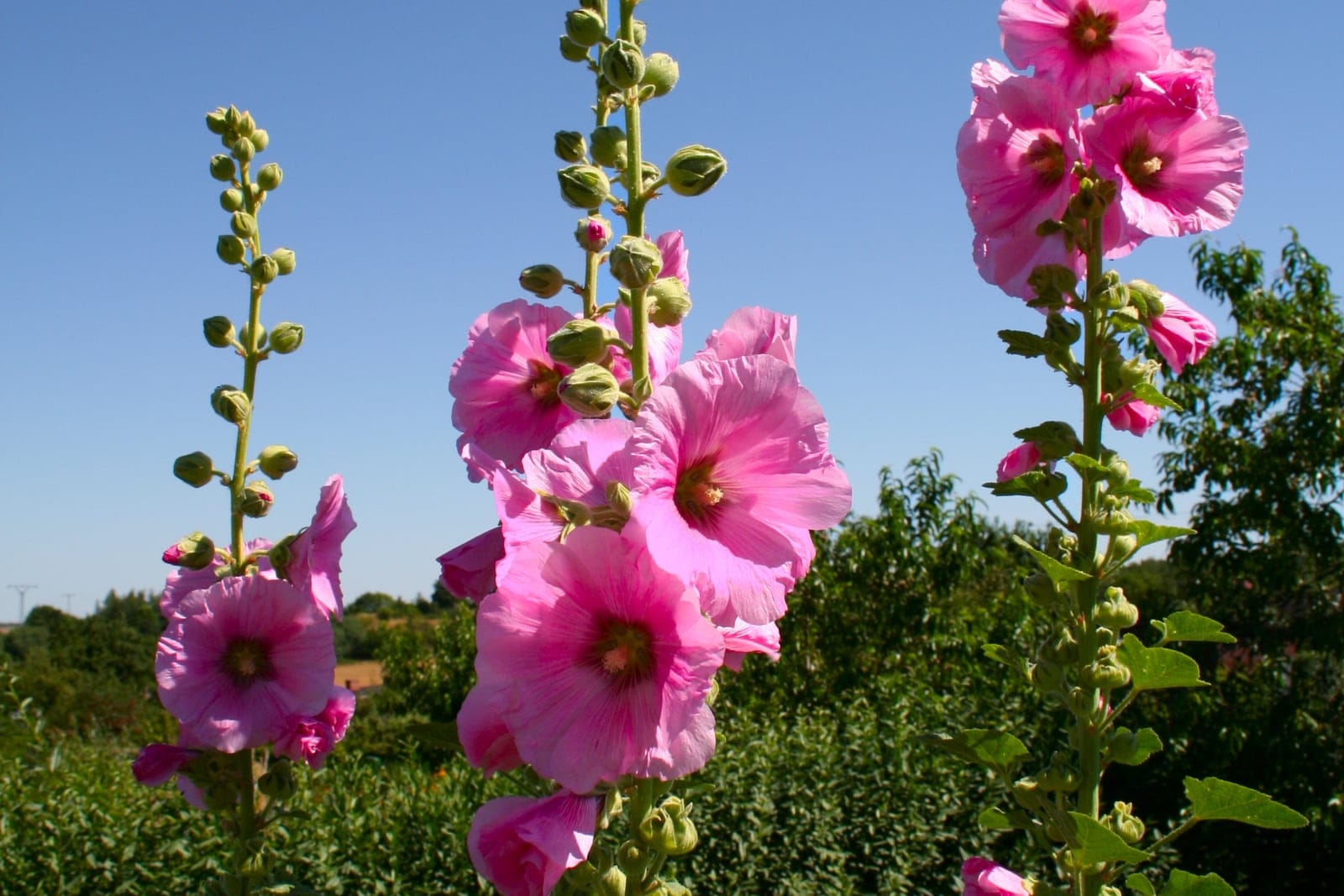 Hollyhock (Alcea rosea) showing tall flowering spires set with pink funnel-shaped blooms and buds against a clear blue sky.